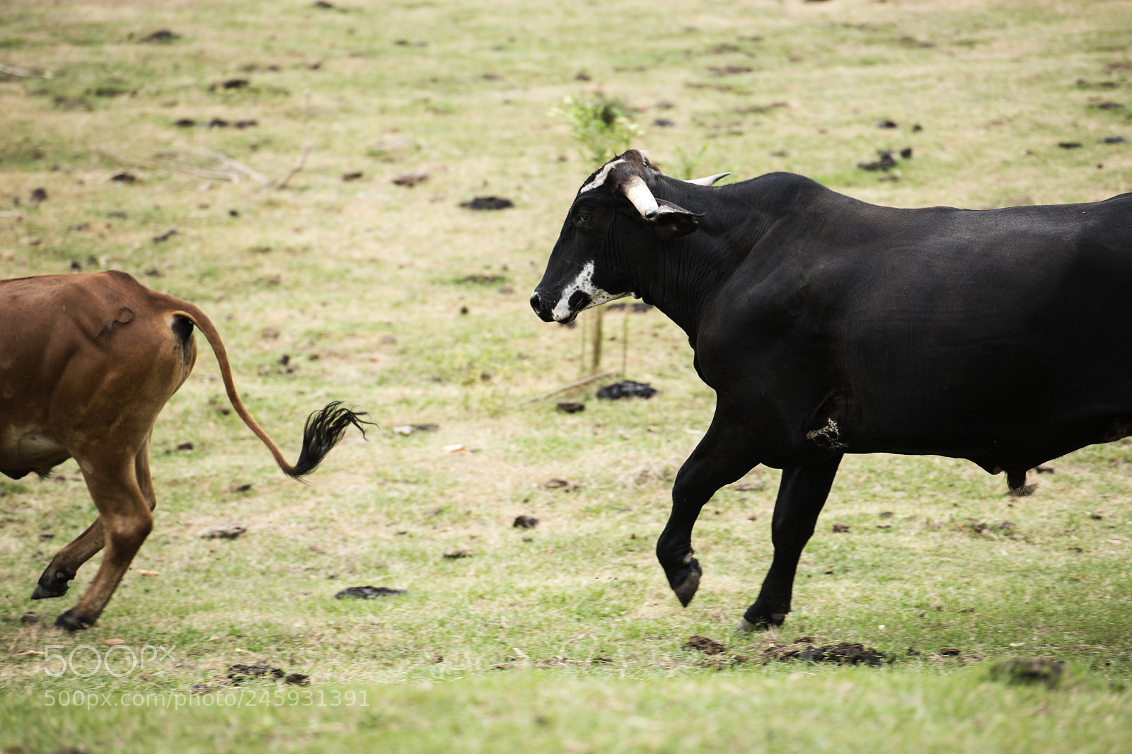 Nikon D800 sample photo. Australian cows photography