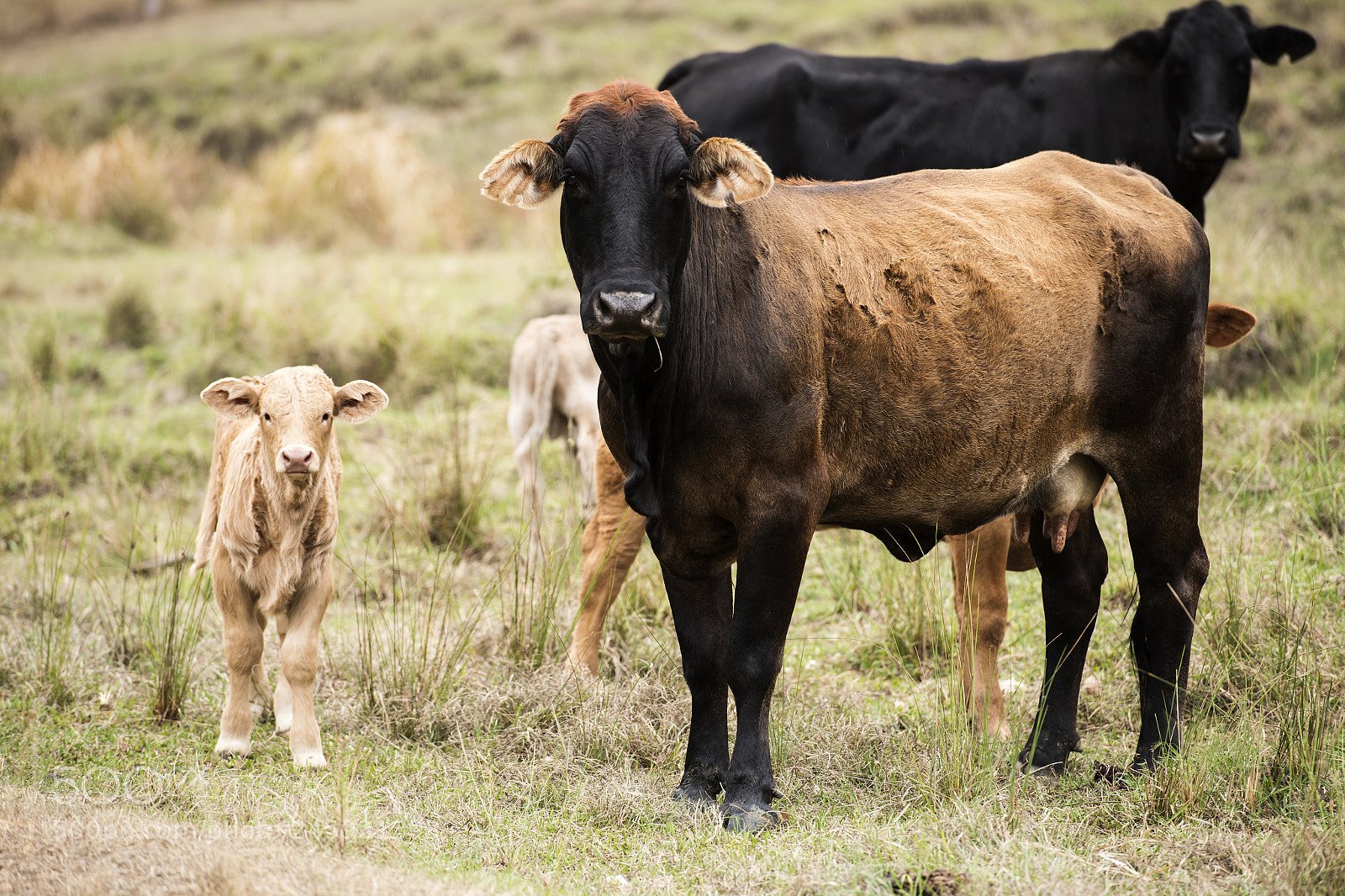 Nikon D800 sample photo. Australian cows photography