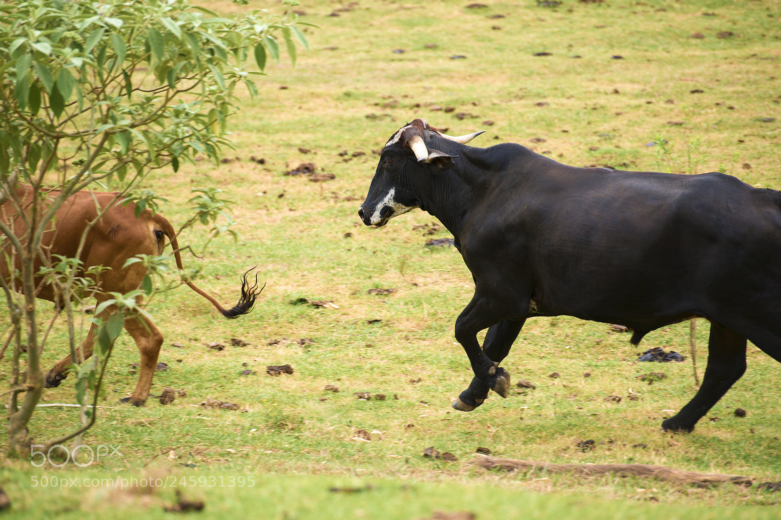 Nikon D800 sample photo. Australian cows photography