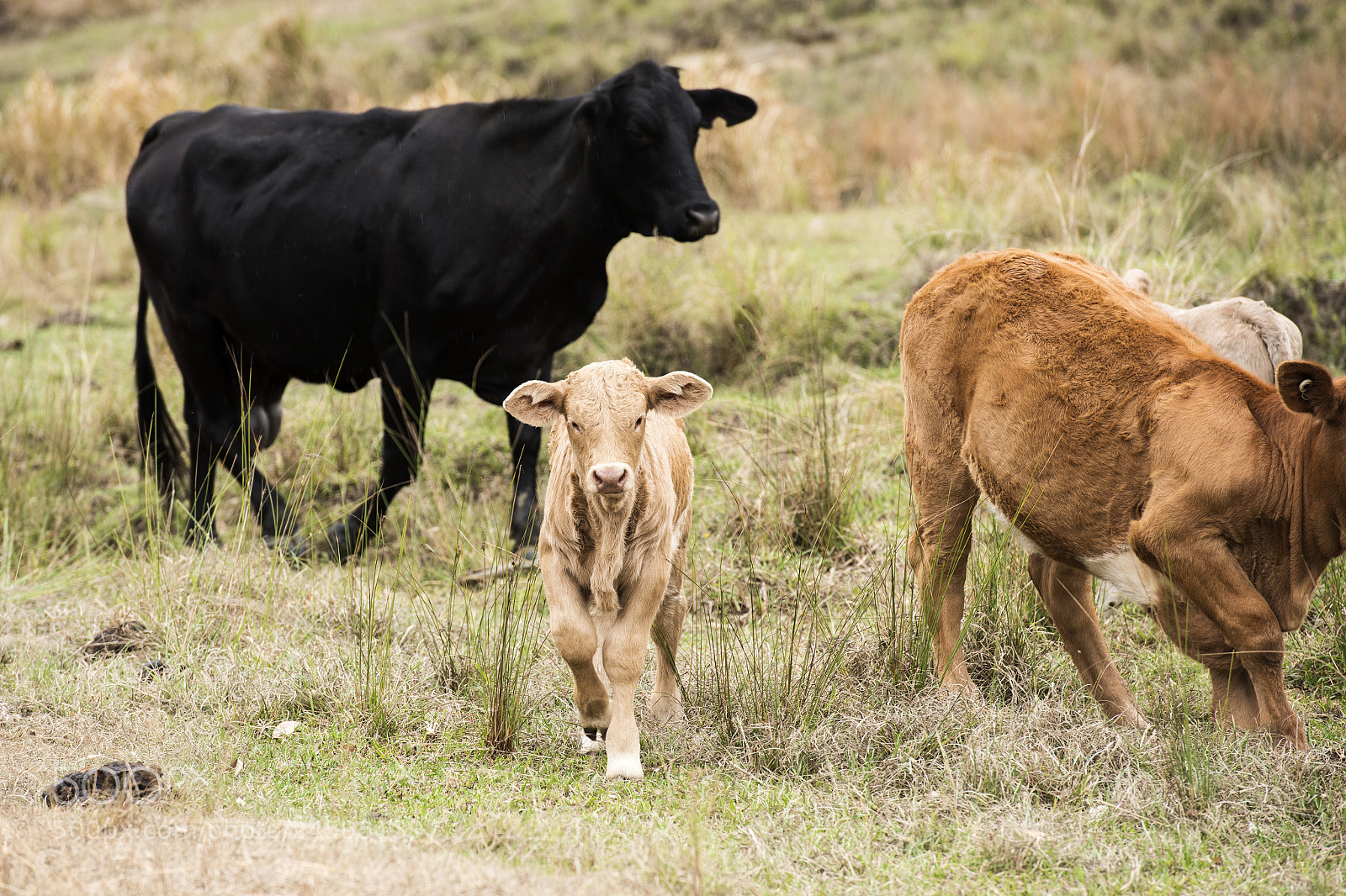 Nikon D800 sample photo. Australian cows photography