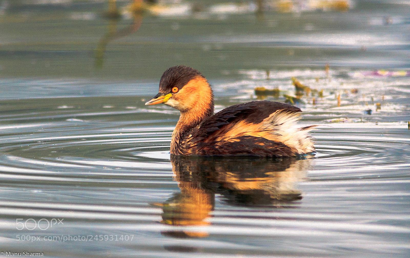 Canon EOS 550D (EOS Rebel T2i / EOS Kiss X4) sample photo. Little grebe.. photography