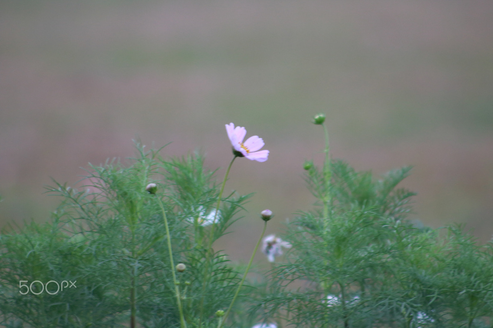 Canon EOS 750D (EOS Rebel T6i / EOS Kiss X8i) + EF75-300mm f/4-5.6 sample photo. Flower photography