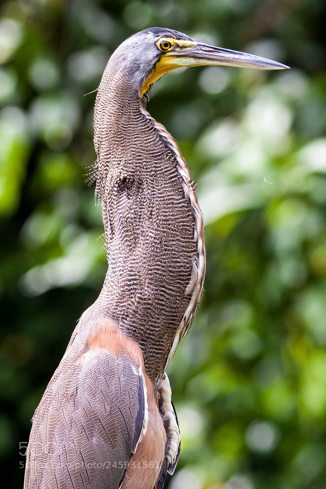 Canon EOS 20D sample photo. Bare-throated tiger heron photography