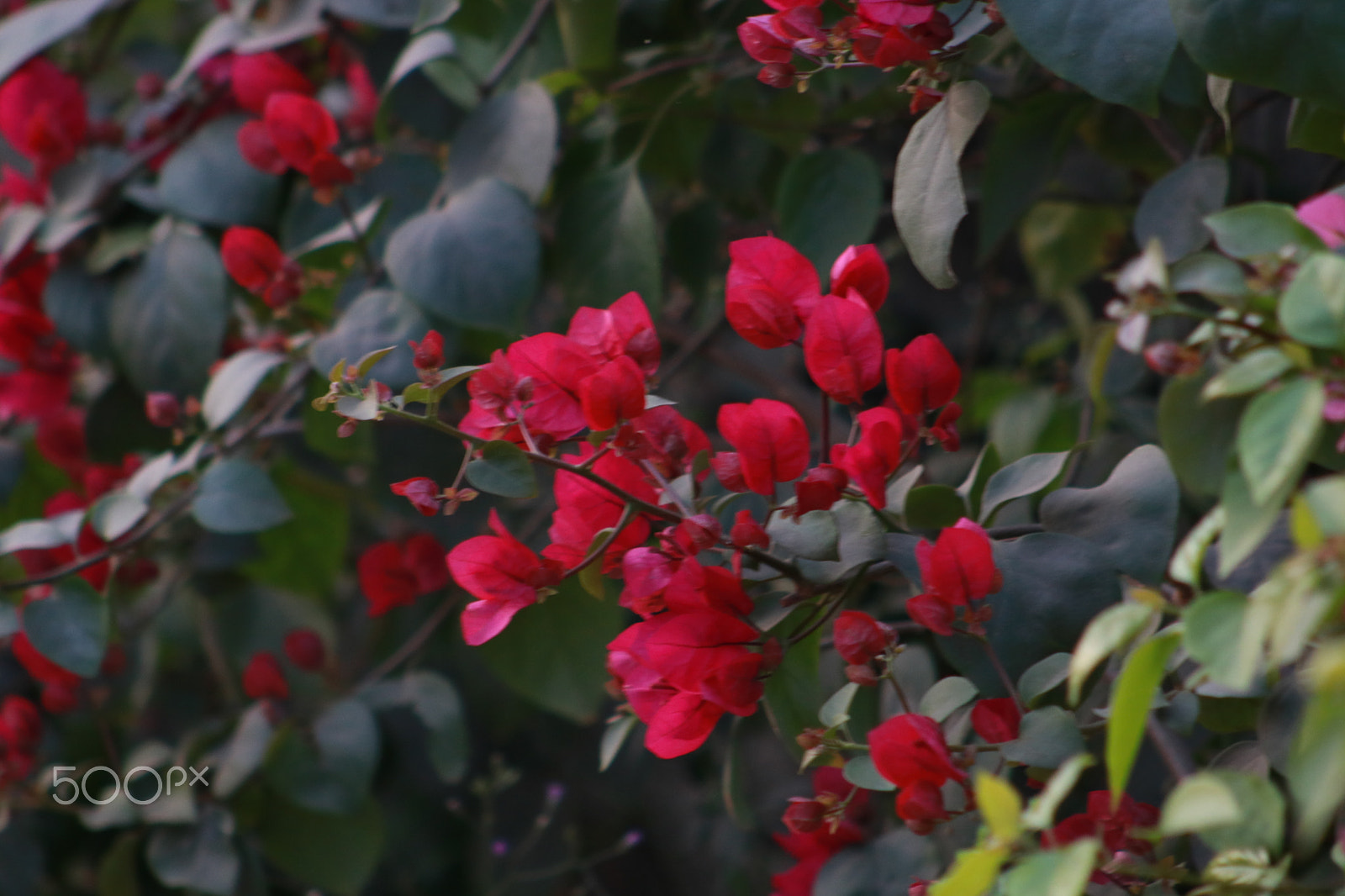 Canon EOS 750D (EOS Rebel T6i / EOS Kiss X8i) + EF75-300mm f/4-5.6 sample photo. Red flower photography
