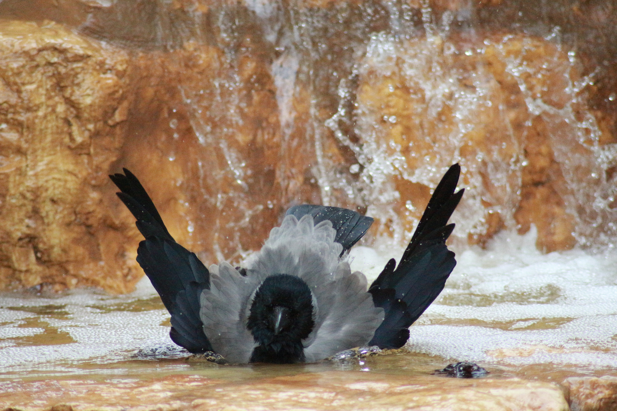 Canon EOS 700D (EOS Rebel T5i / EOS Kiss X7i) sample photo. Shower photography