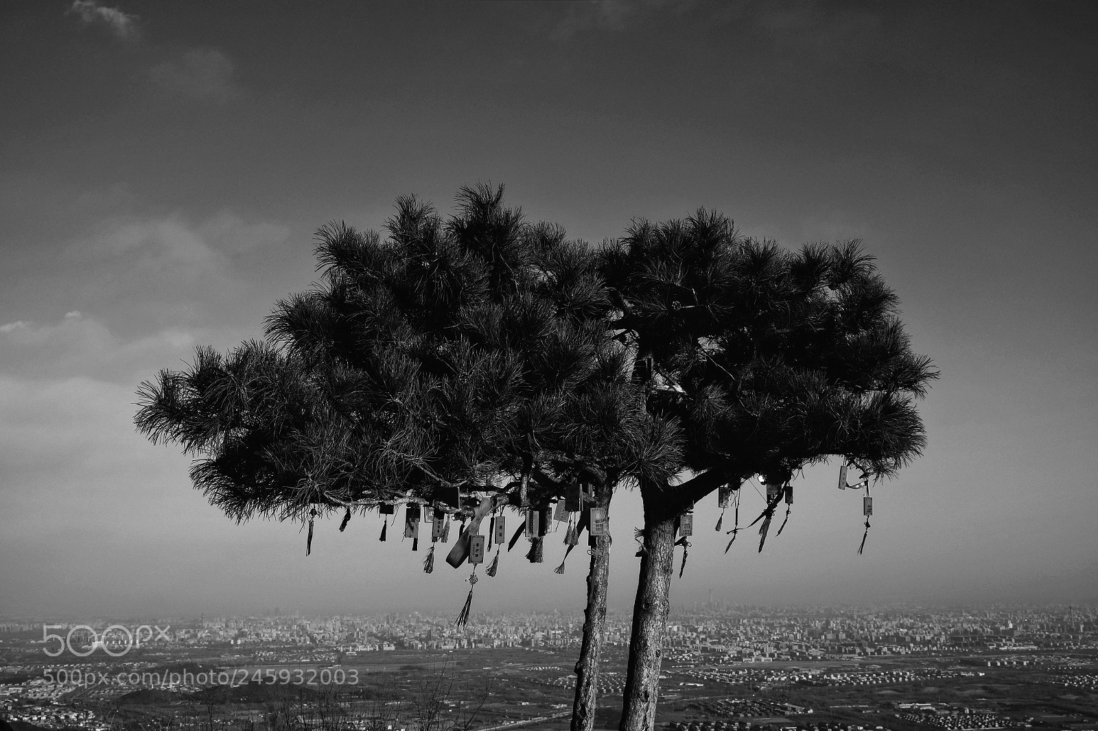 Fujifilm X-E1 sample photo. Tree on the mountain photography