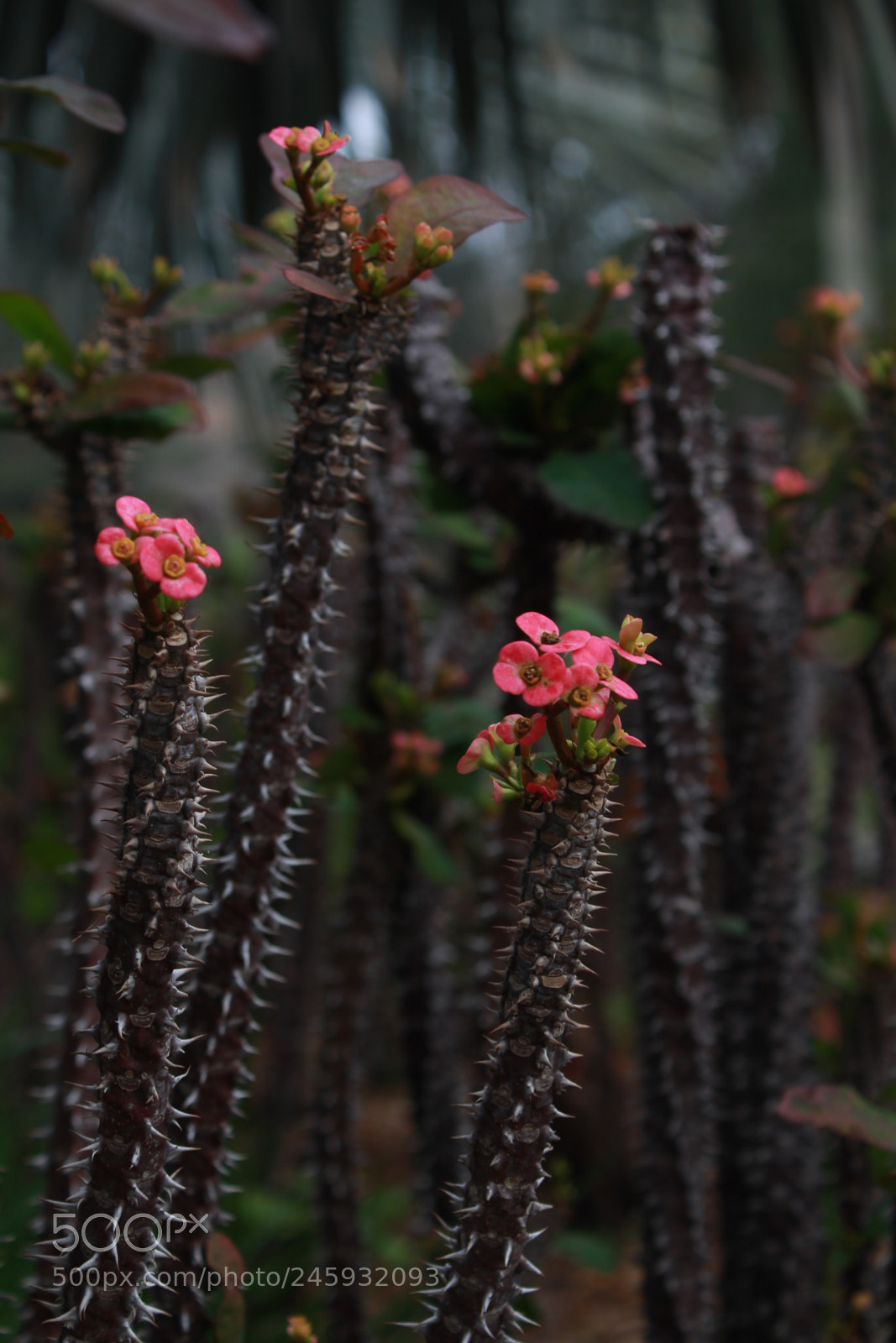 Canon EOS 1300D (EOS Rebel T6 / EOS Kiss X80) sample photo. Yclbybnt photography
