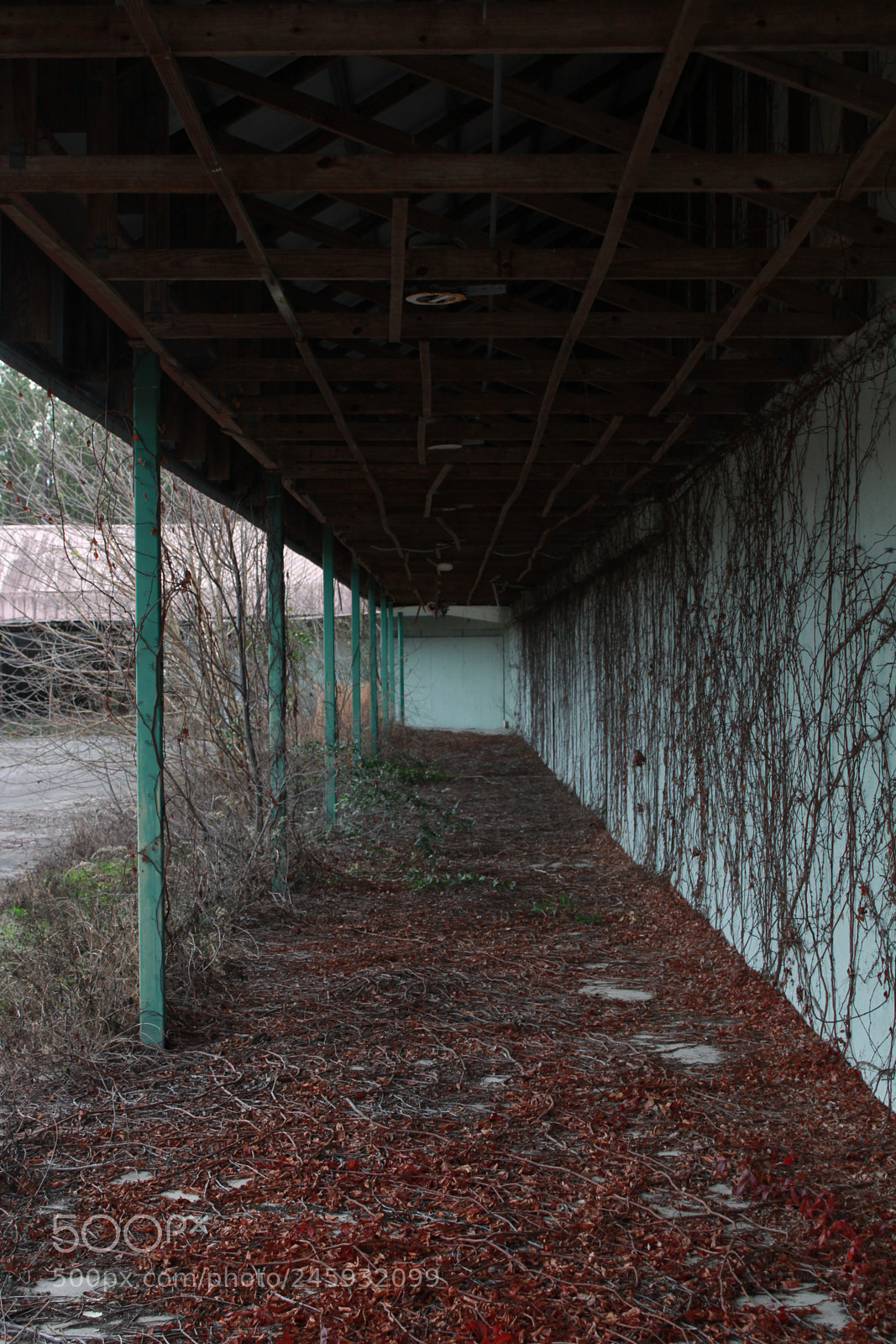 Canon EOS 1300D (EOS Rebel T6 / EOS Kiss X80) sample photo. Overgrowth photography