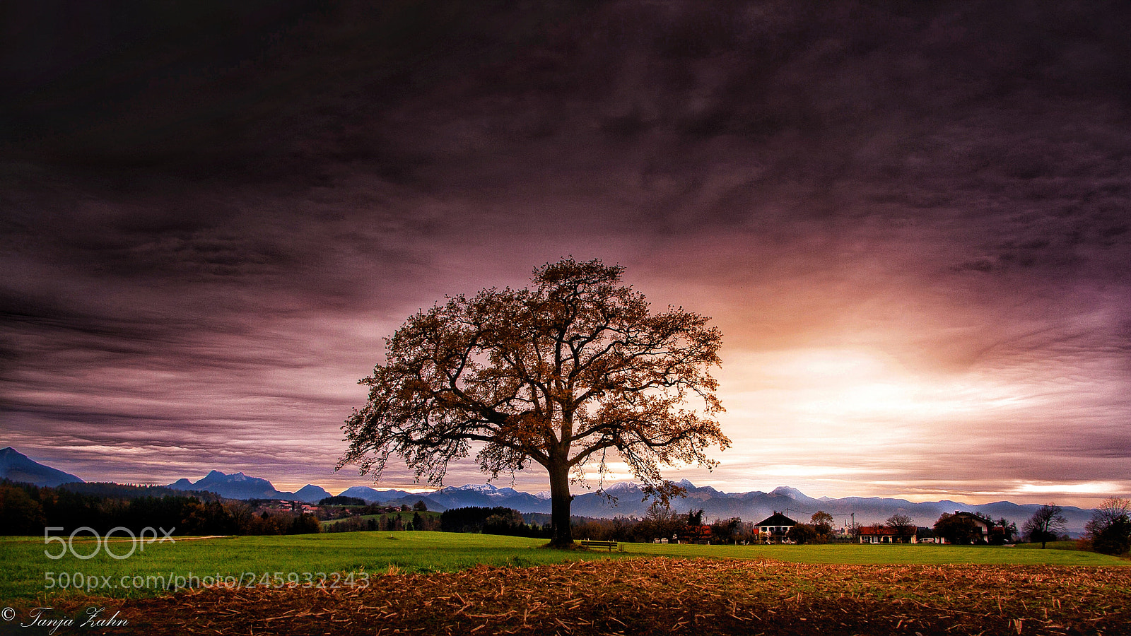 Canon EOS 1000D (EOS Digital Rebel XS / EOS Kiss F) sample photo. Lonely tree photography