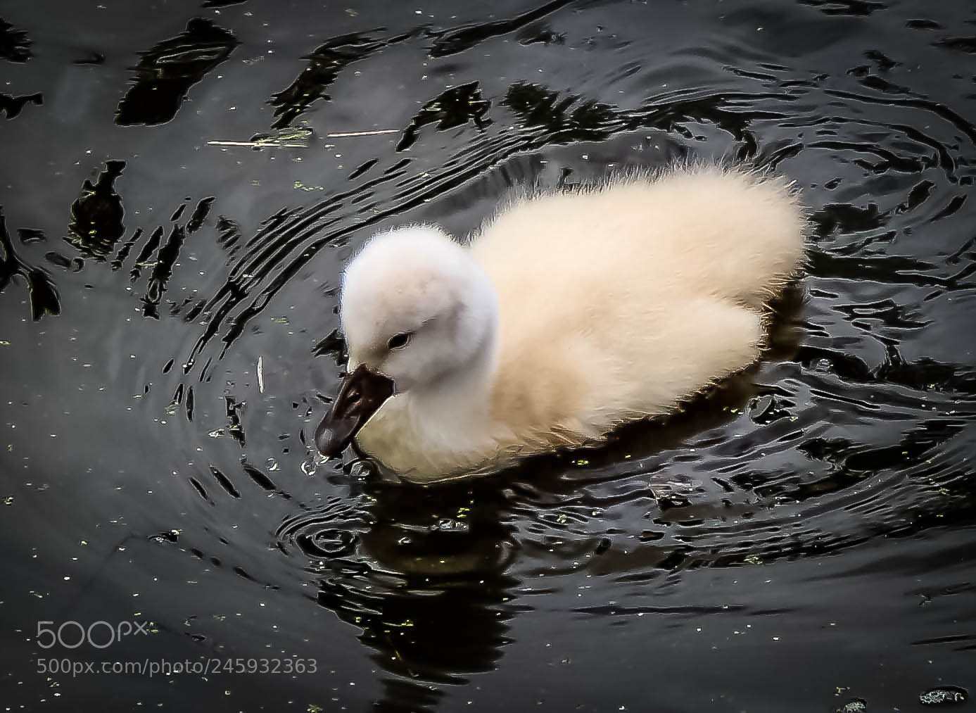 Canon EOS 1200D (EOS Rebel T5 / EOS Kiss X70 / EOS Hi) sample photo. Floffy baby swan photography