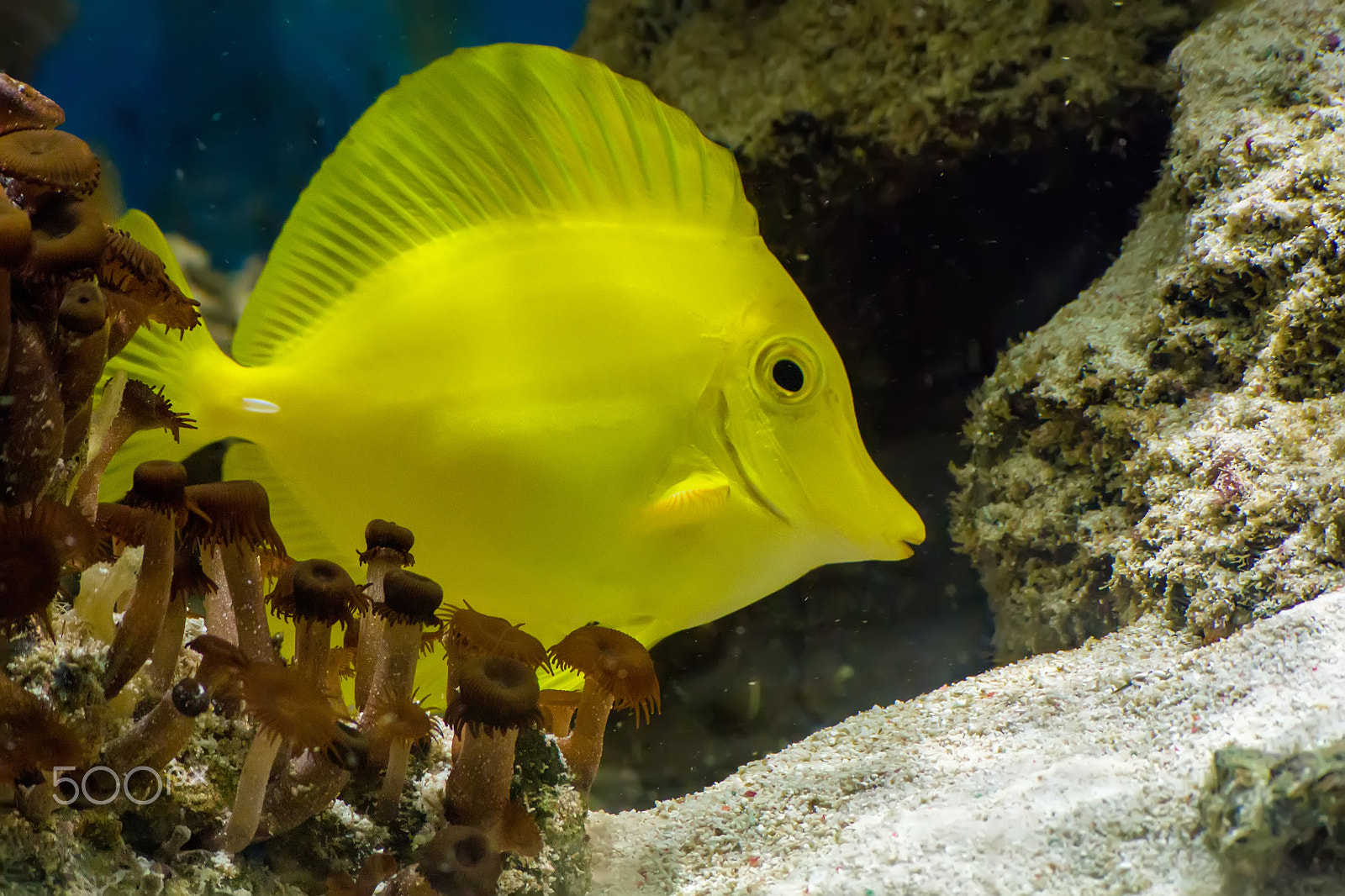 Nikon 1 AW1 sample photo. Yellow tang photography