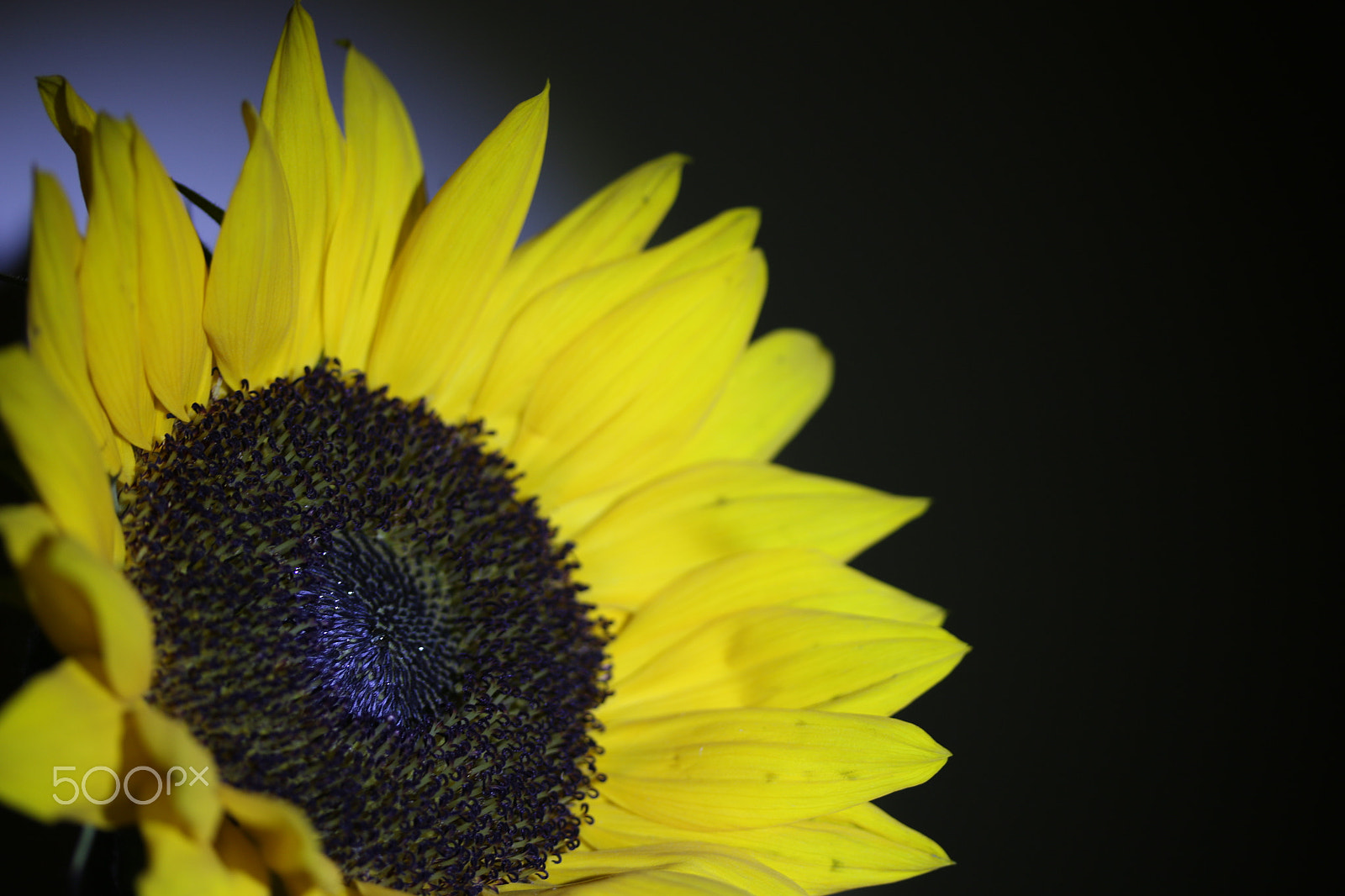 Canon EF-S 60mm F2.8 Macro USM sample photo. Img photography