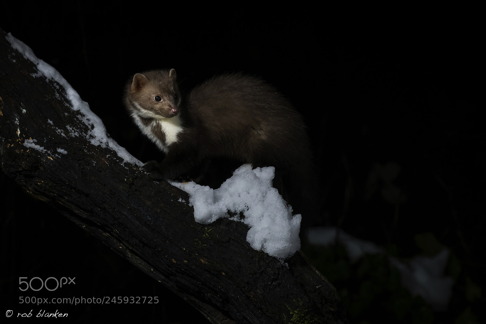 Nikon D850 sample photo. Stone marten photography