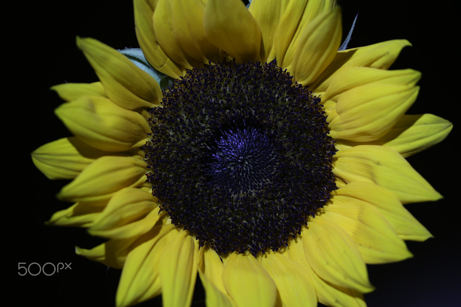 Canon EF-S 60mm F2.8 Macro USM sample photo. Img photography
