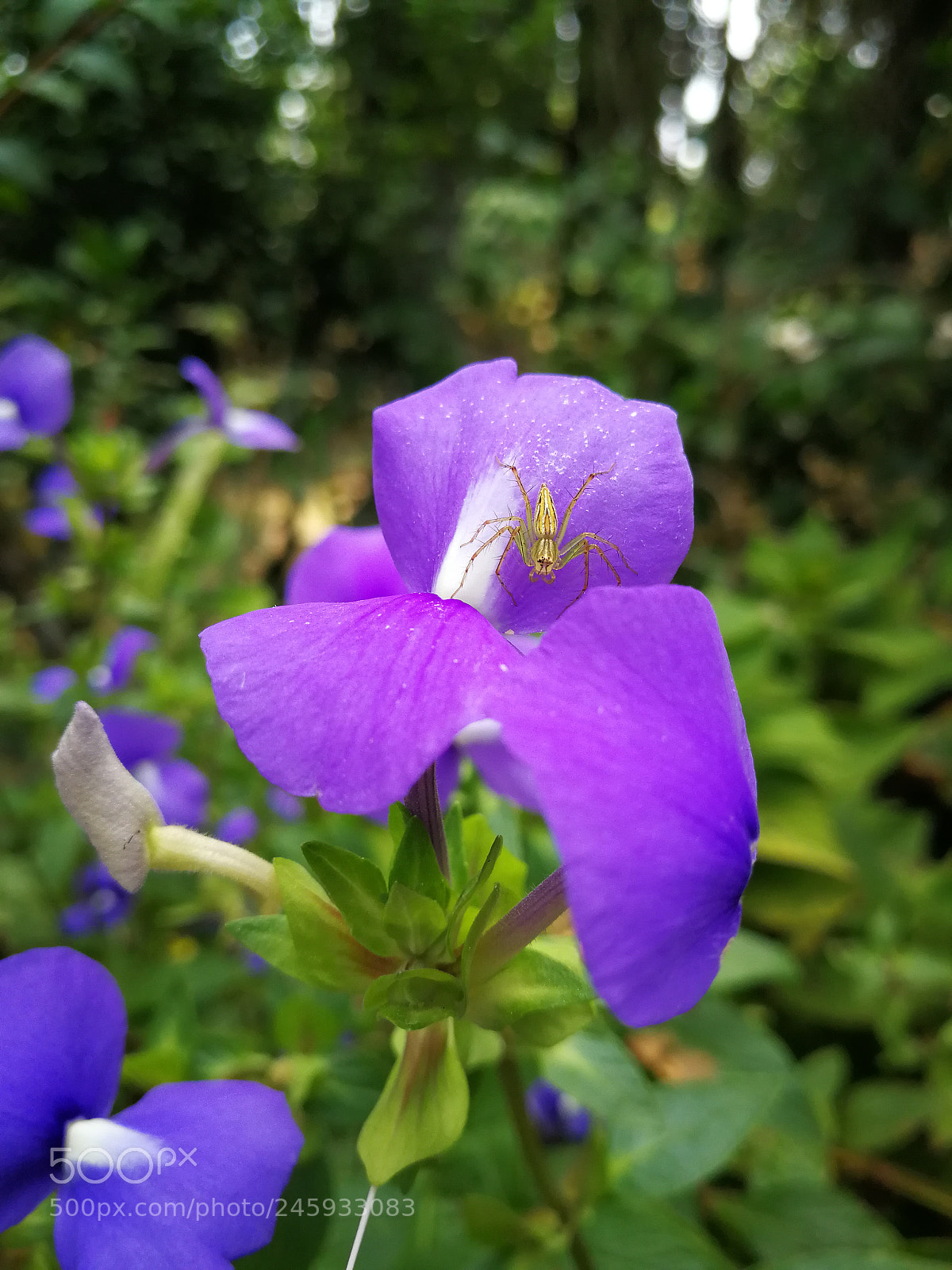 HUAWEI P10 sample photo. Untitled photography