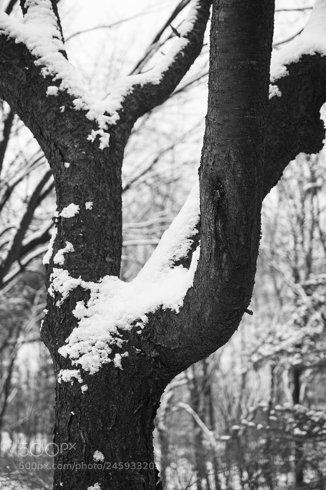 Pentax K-3 sample photo. Coexistence photography