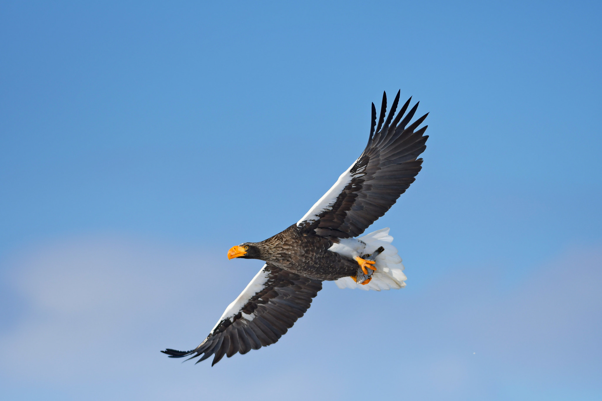 Nikon AF-S Nikkor 300mm F2.8G ED VR II sample photo. Steller’s sea eagle photography