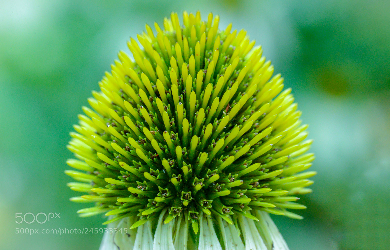 Nikon D600 sample photo. Nature’s details photography