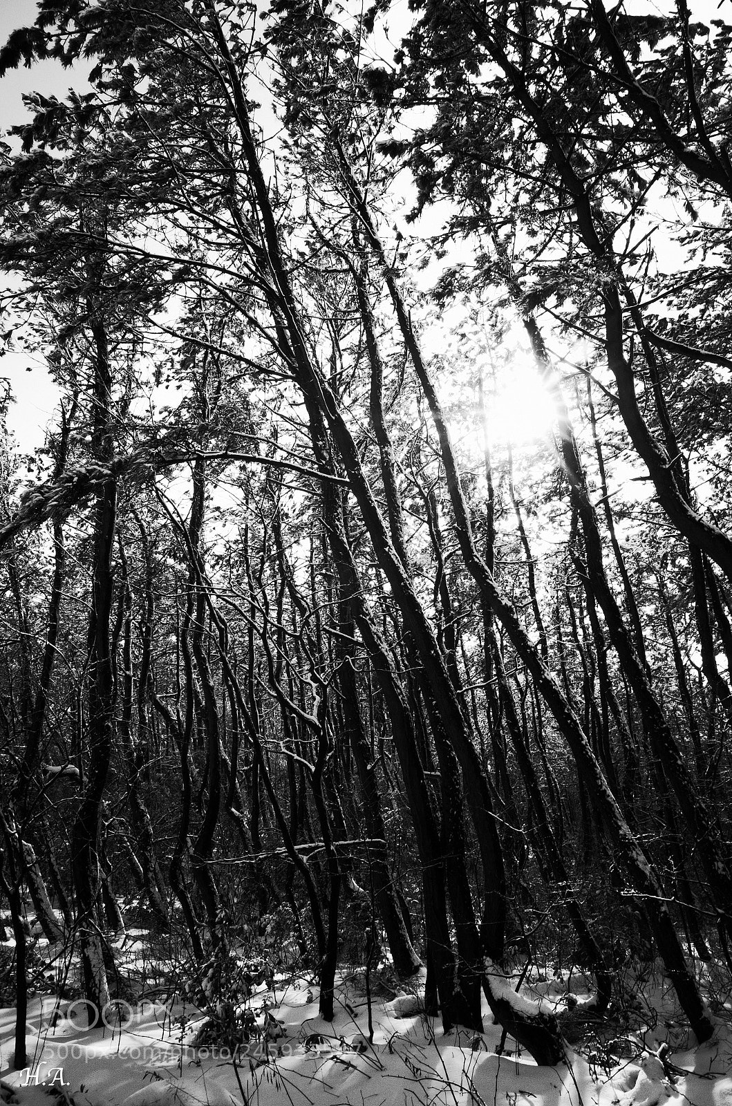 Ricoh GR II sample photo. Schnee, niigata. #8 photography