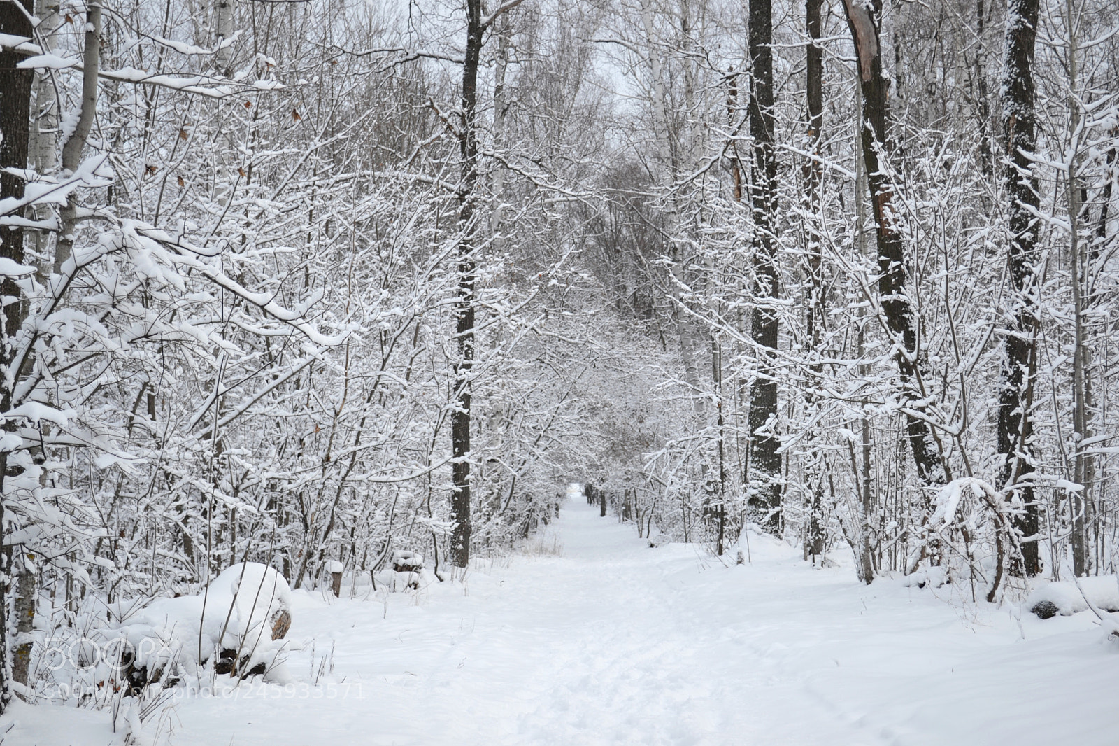 Nikon D3100 sample photo. Snow white forest alley photography