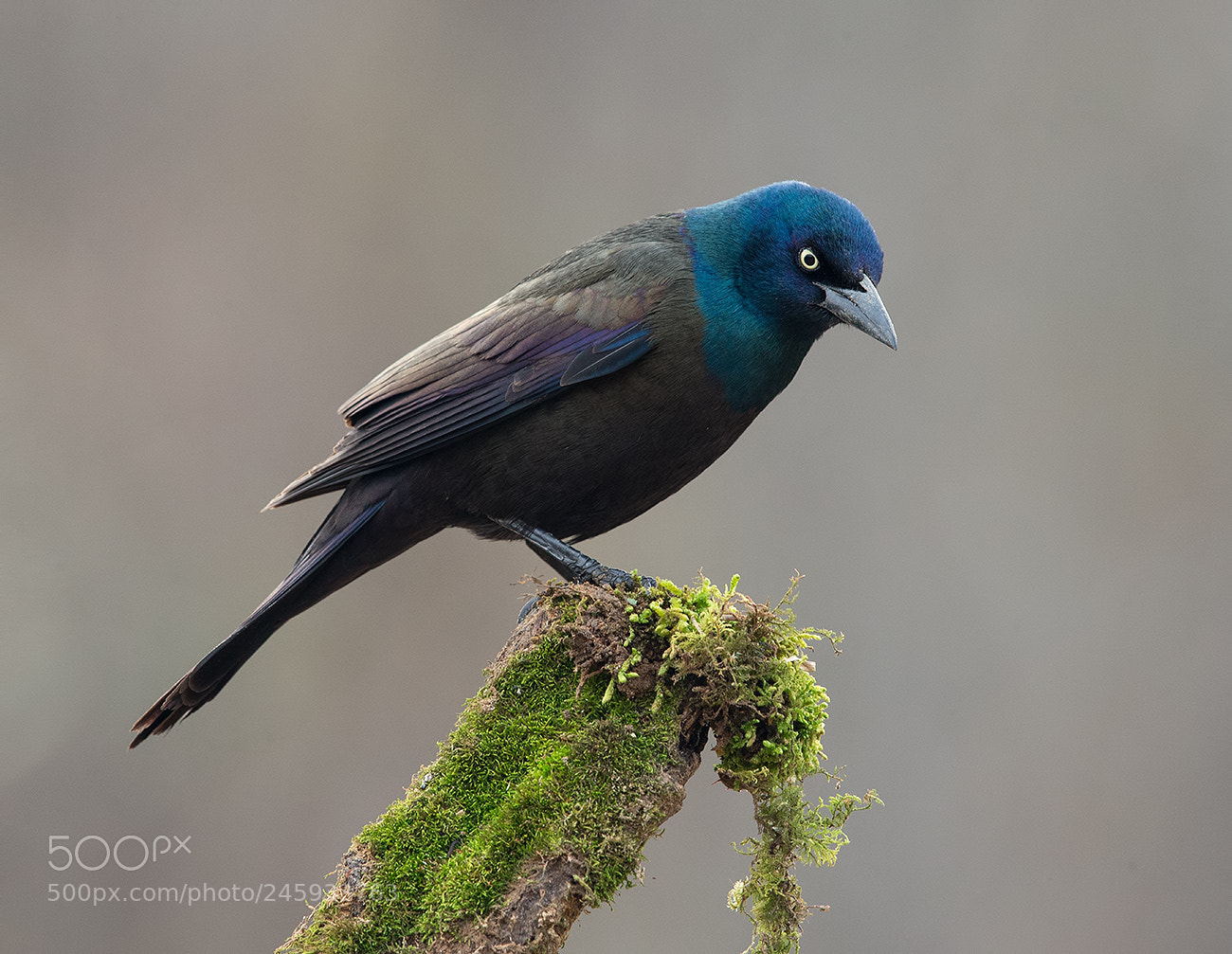 Canon EOS-1D X sample photo. Common grackle photography