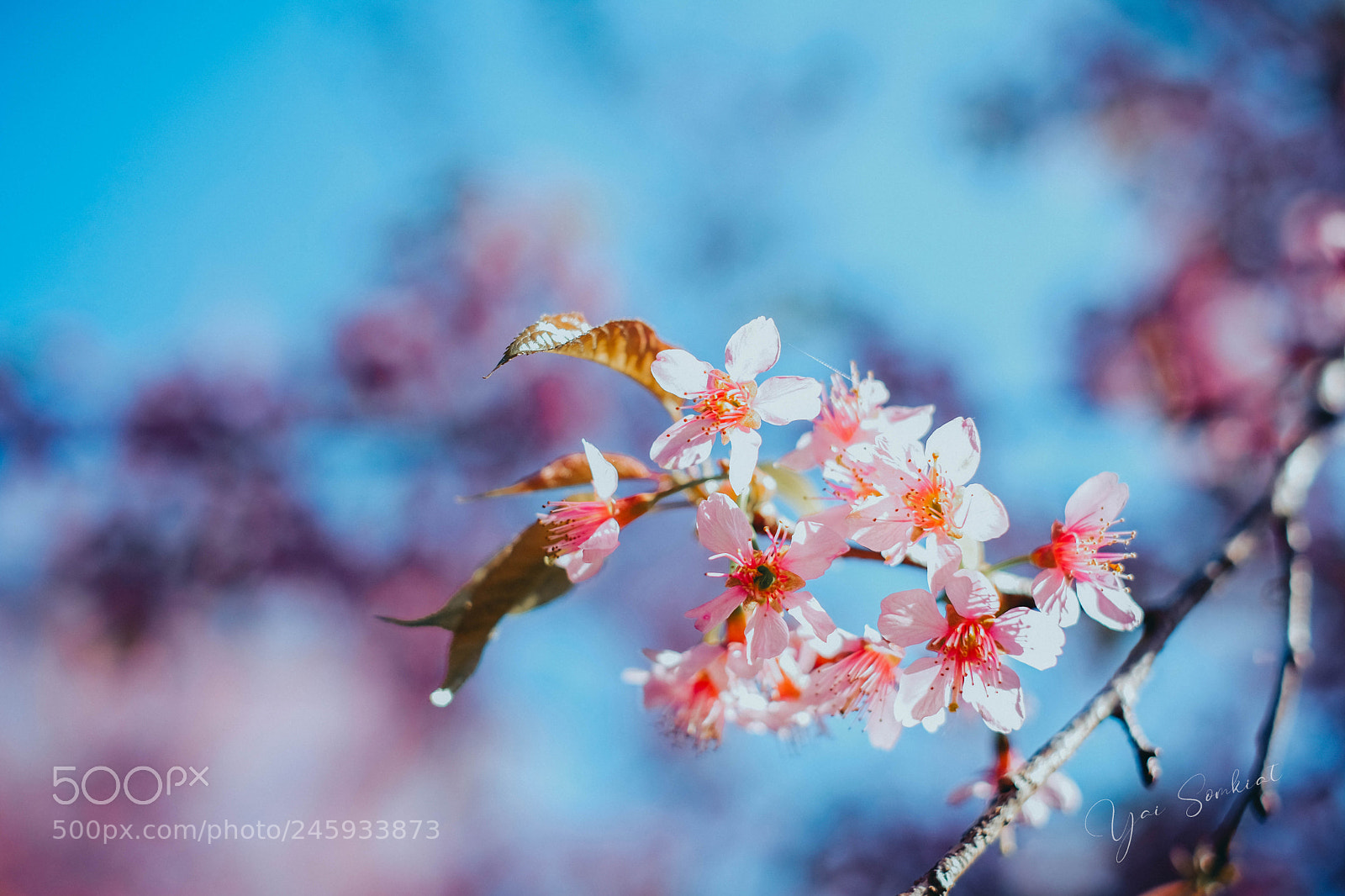 Fujifilm X-T20 sample photo. Prunus cerasoides photography