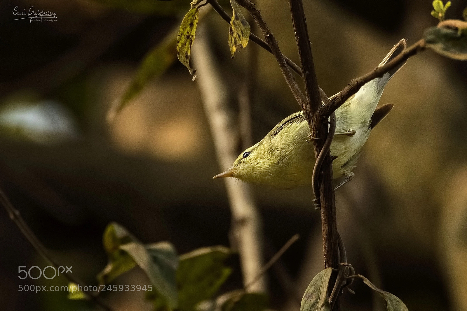 Nikon D810 sample photo. Green warbler photography