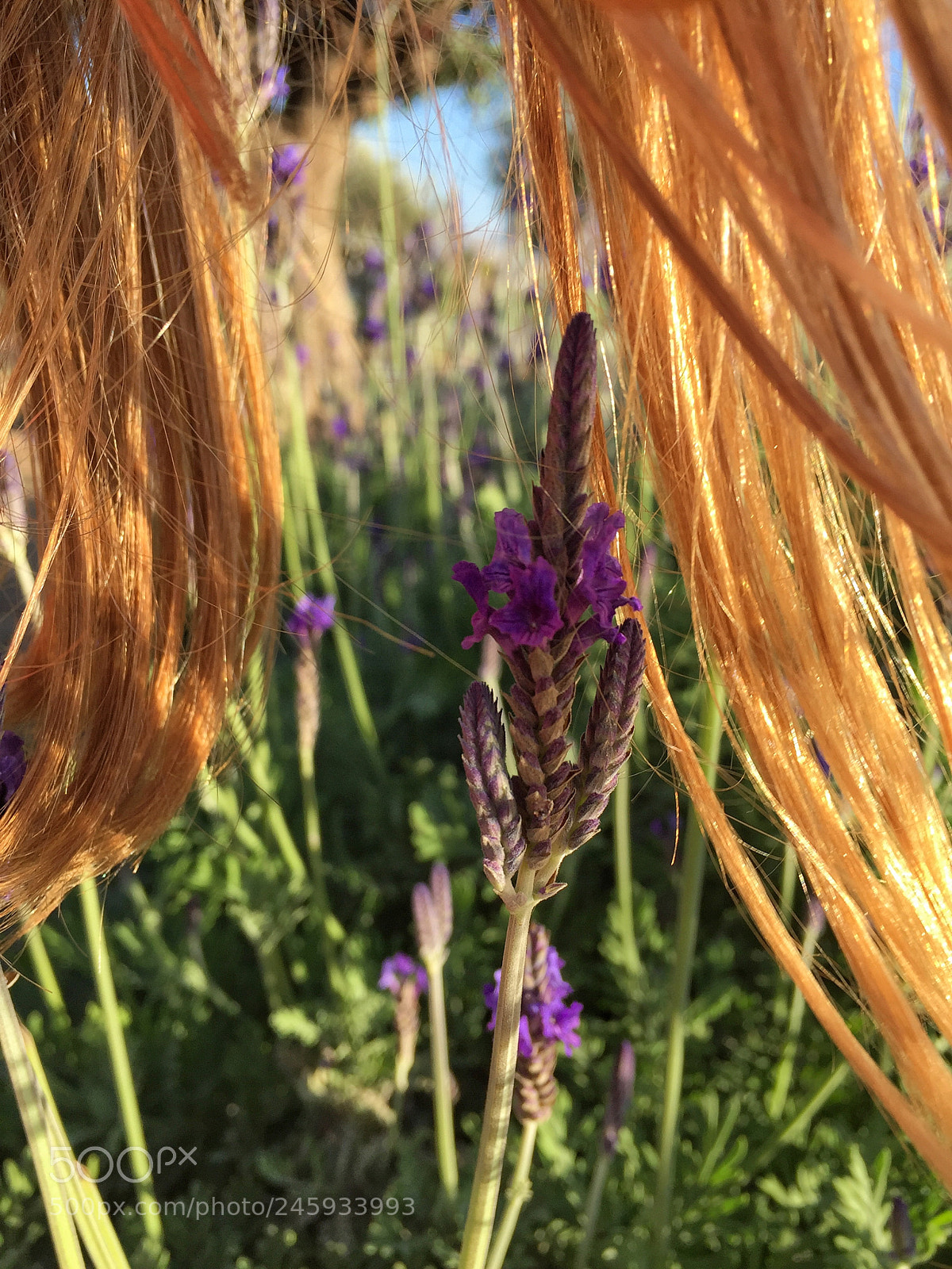 Apple iPhone 6 sample photo. Gold and purple photography