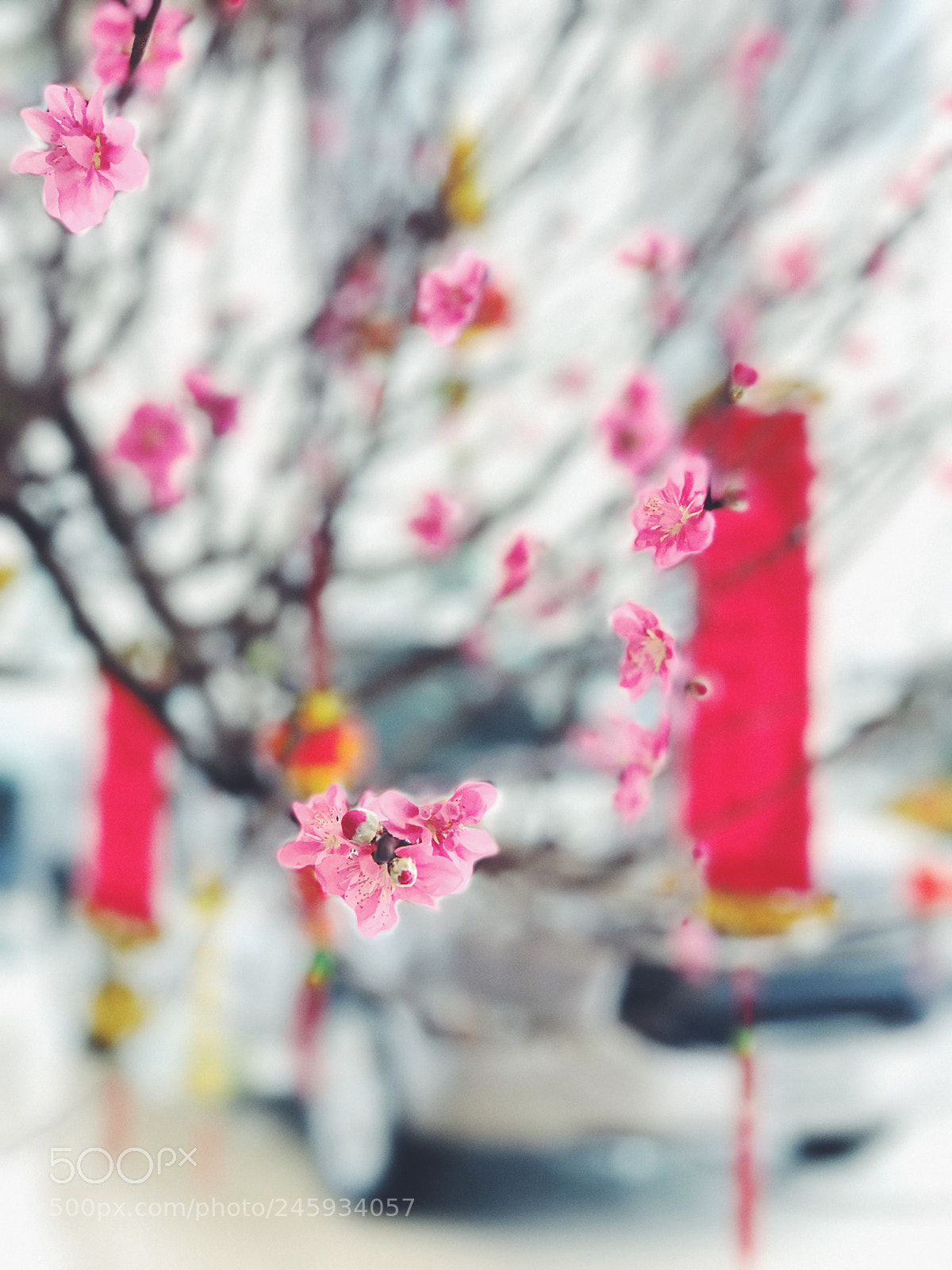 Apple iPhone 7 Plus sample photo. Peach blossoms photography