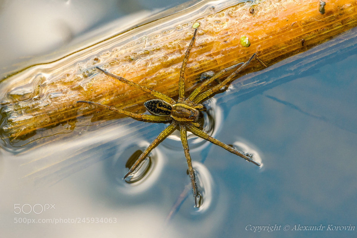 Nikon D610 sample photo. "water skater" photography