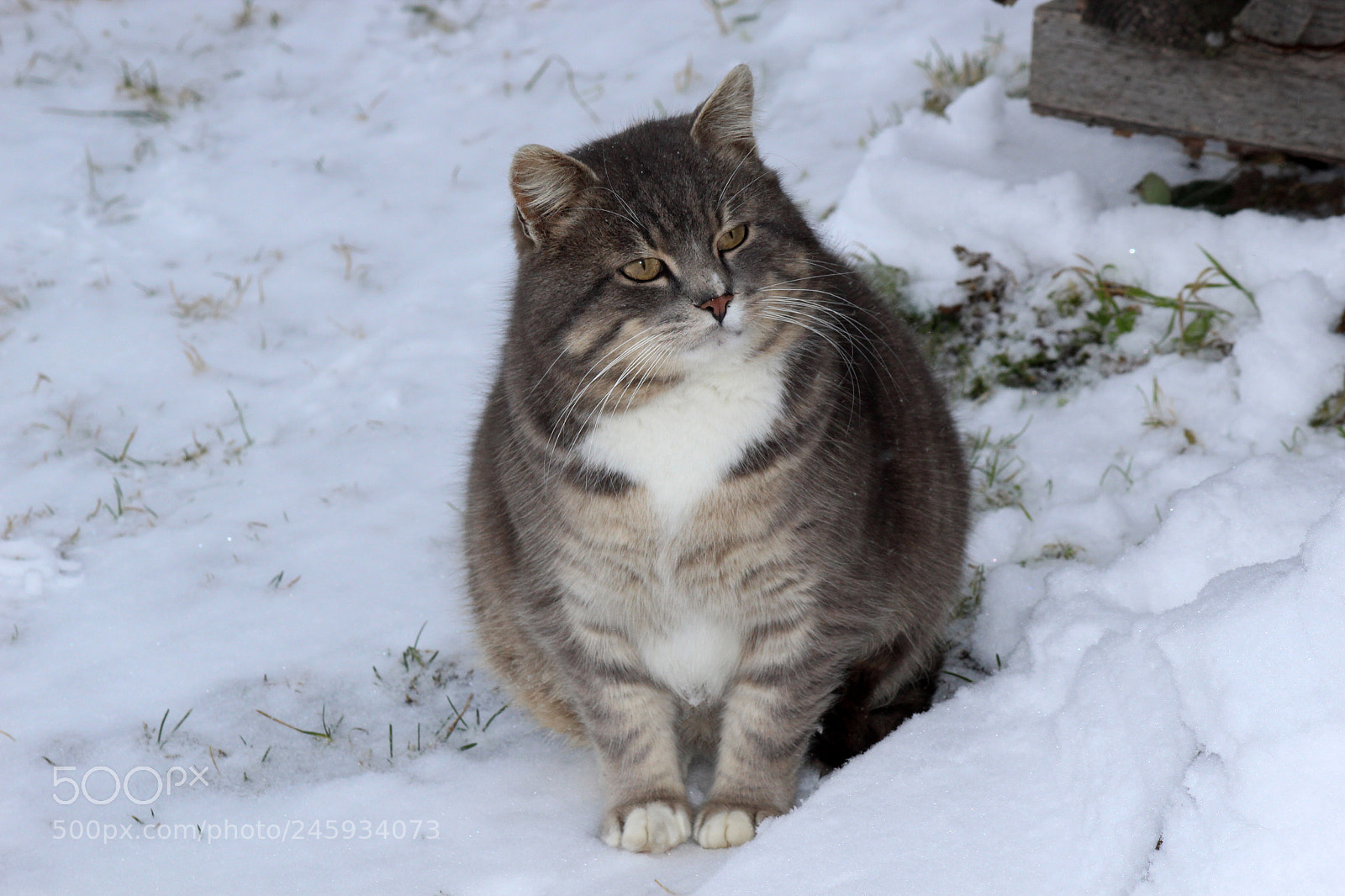 Canon EOS 600D (Rebel EOS T3i / EOS Kiss X5) sample photo. Cat in the snow photography