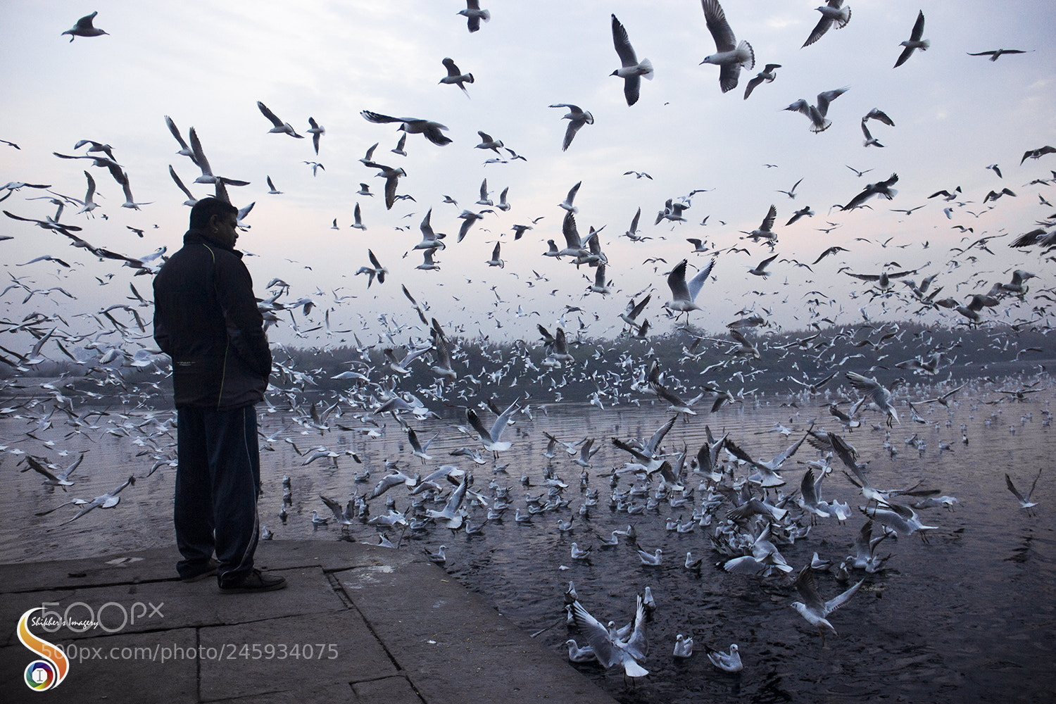 Canon EOS 550D (EOS Rebel T2i / EOS Kiss X4) sample photo. Gulls naal gallan talks photography