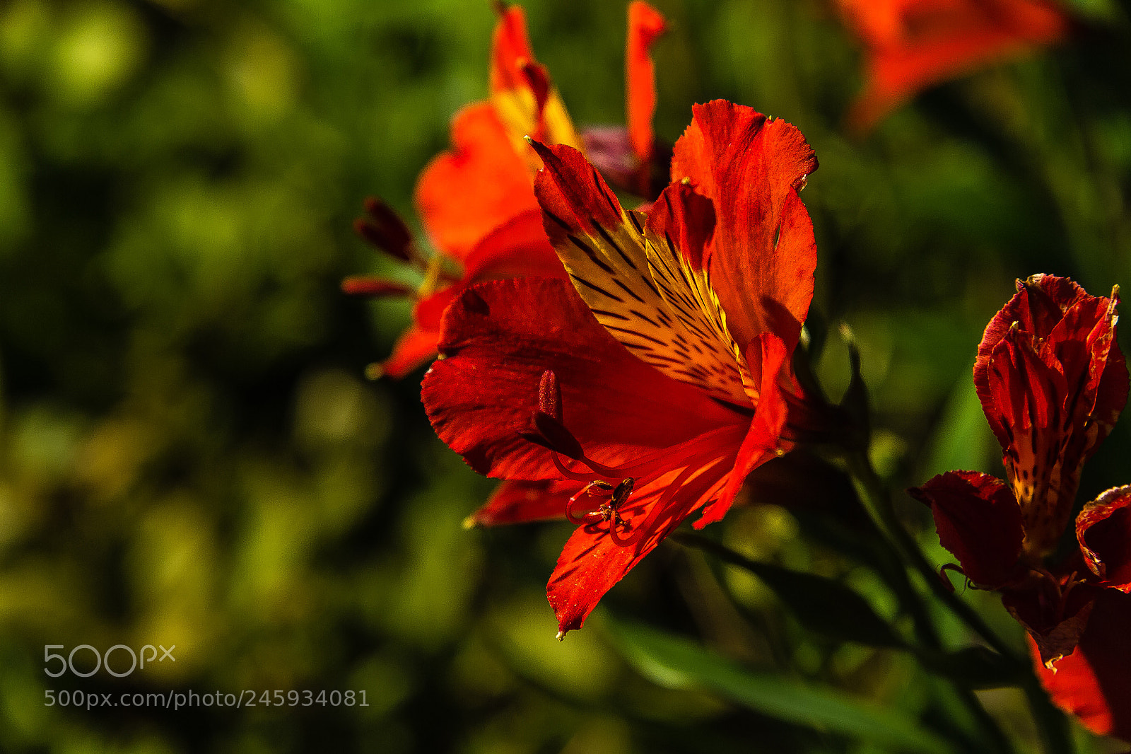 Canon EOS 60D sample photo. Alstromeria 'flame red' photography