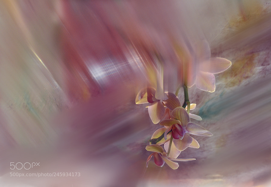 Nikon D5100 sample photo. Dizziness photography