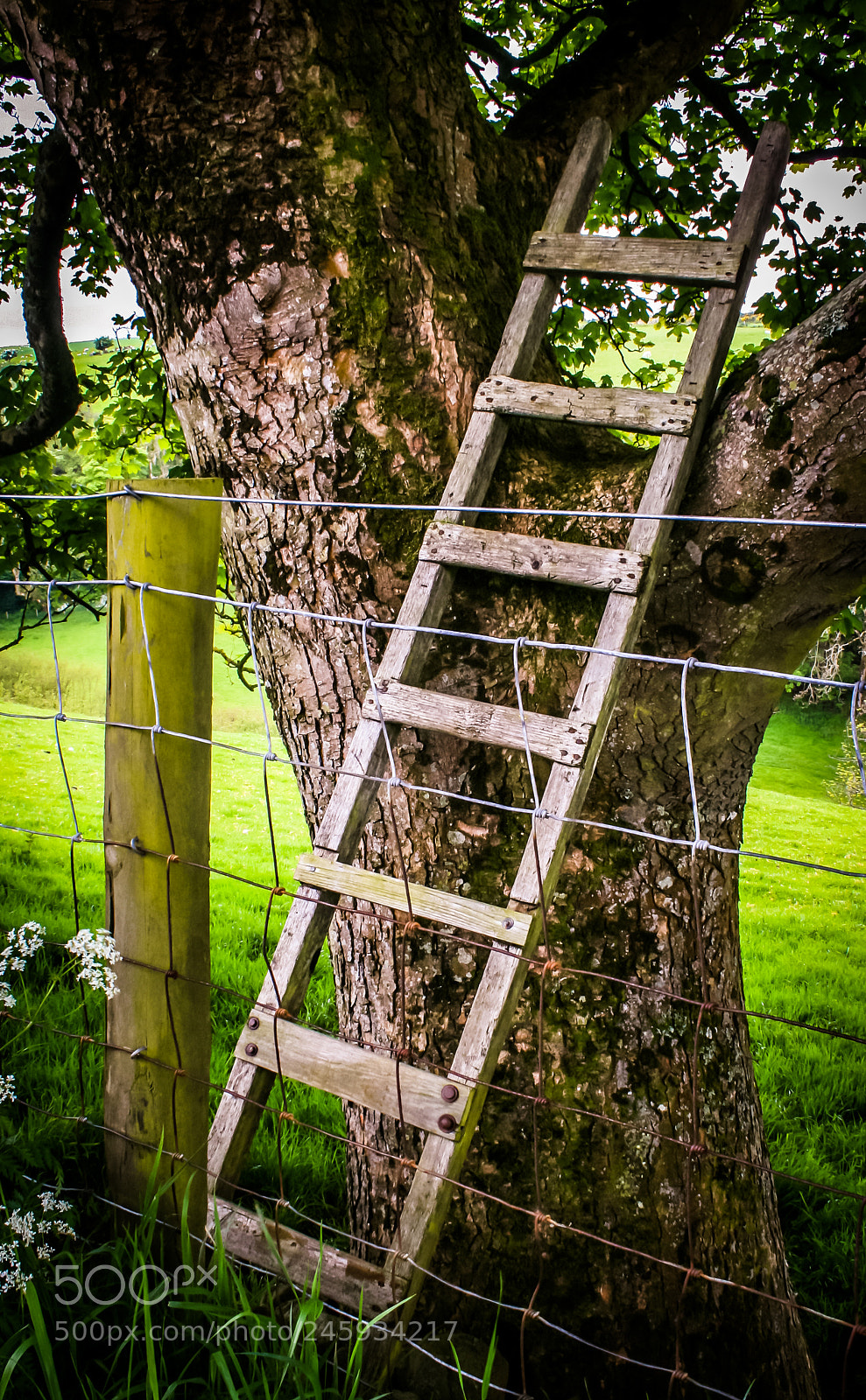 Canon EOS 400D (EOS Digital Rebel XTi / EOS Kiss Digital X) sample photo. Ladderup a tree ireland photography