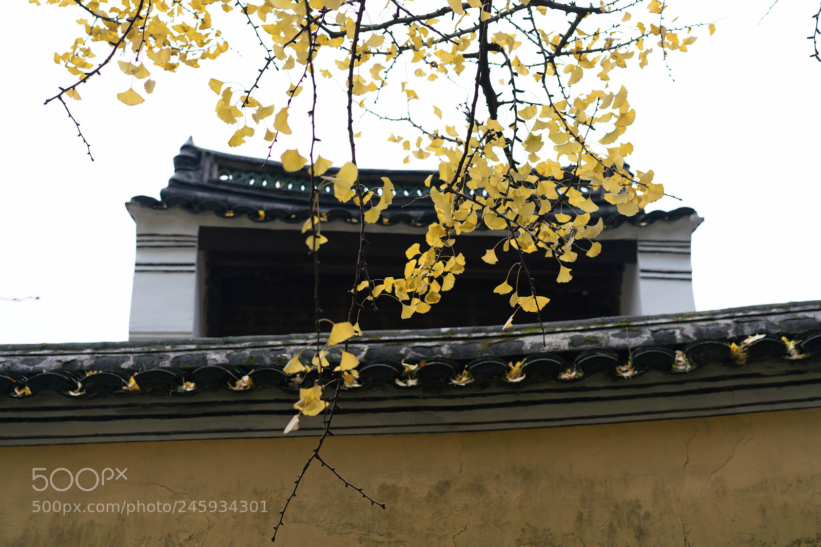Sony a7R II sample photo. A ginkgo tree in photography