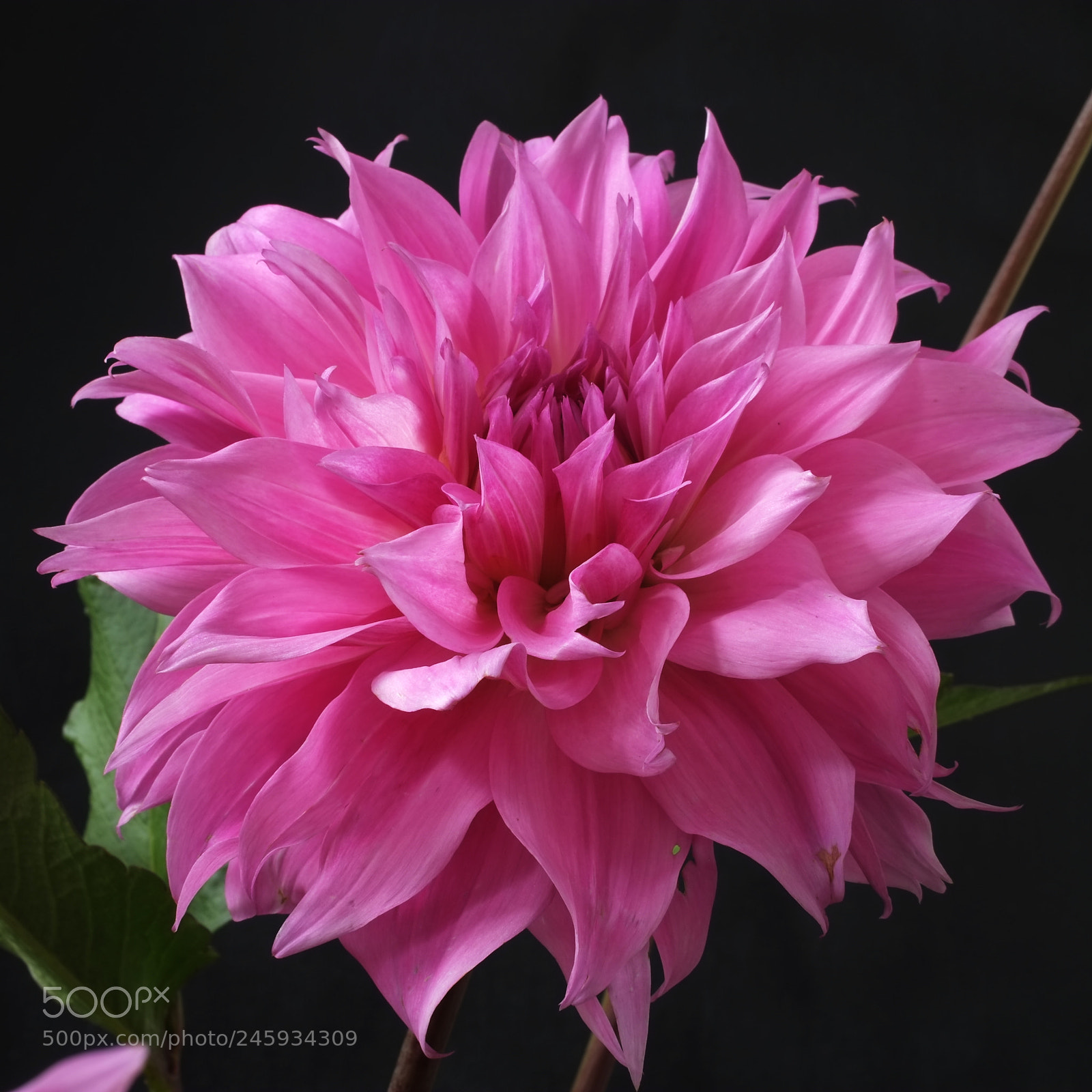 Fujifilm X-E1 sample photo. Pink dahlia photography