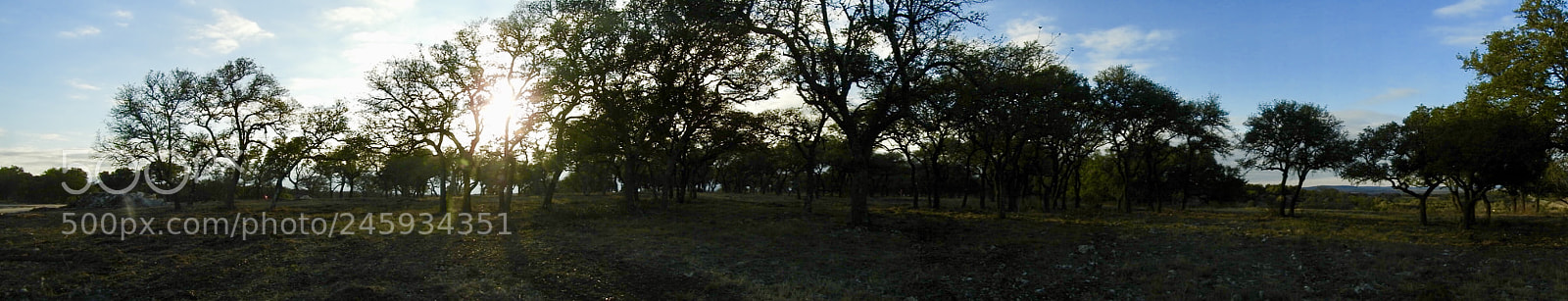 Nikon Coolpix B700 sample photo. Panorama of live oak photography