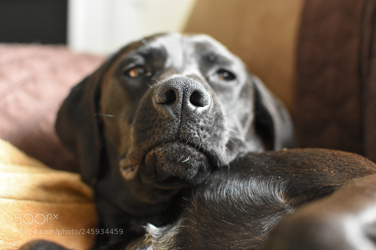 Nikon D7200 sample photo. Pepper #1 photography