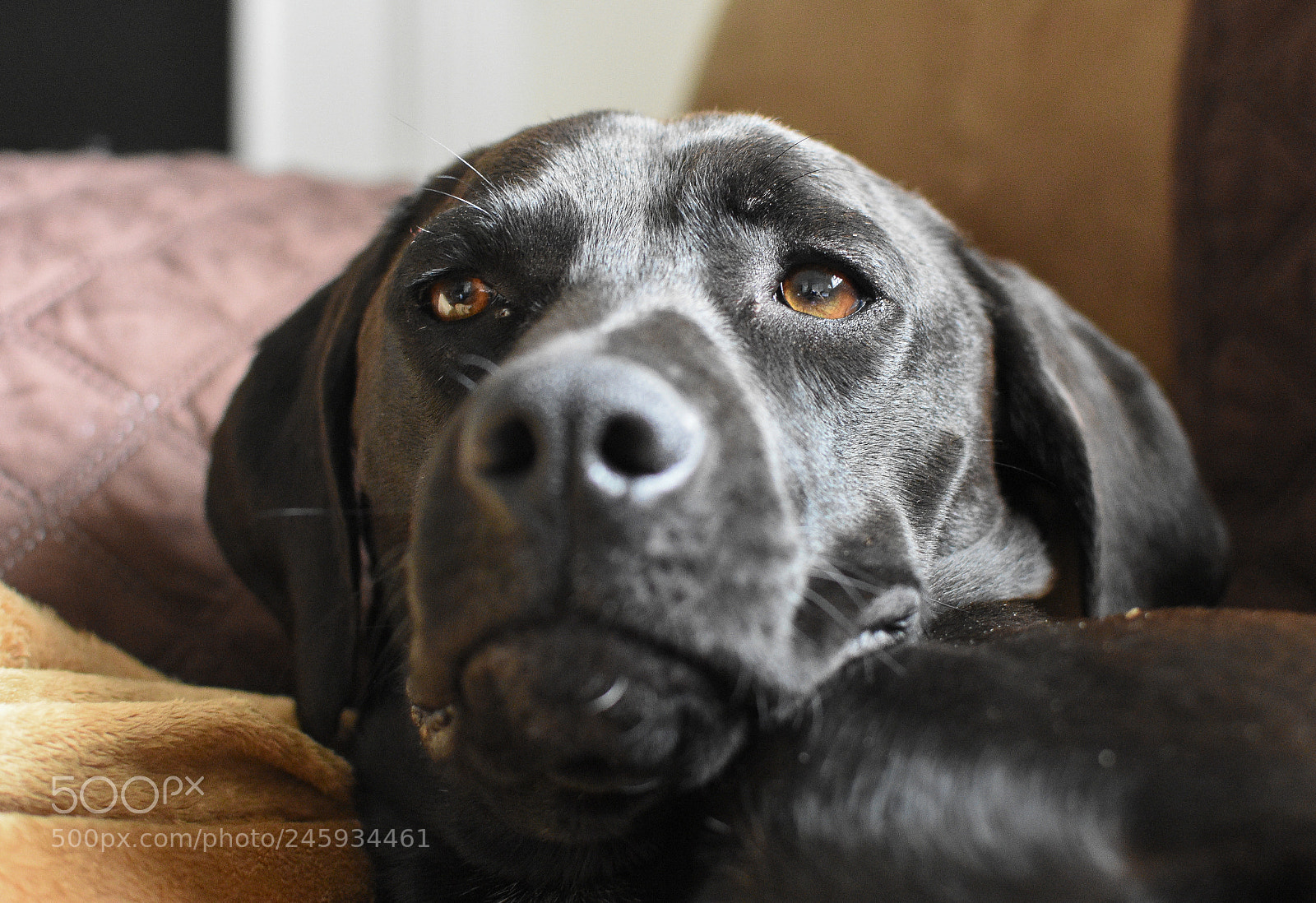 Nikon D7200 sample photo. Pepper #2 photography