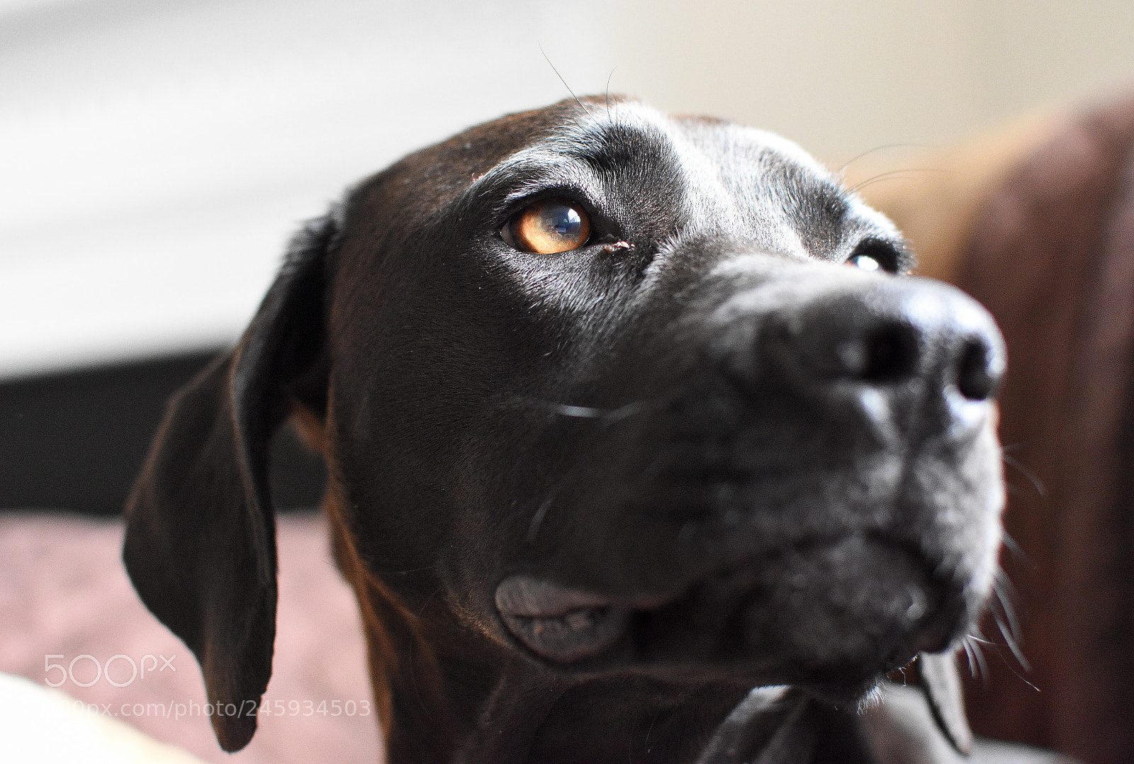 Nikon D7200 sample photo. Pepper #3 photography
