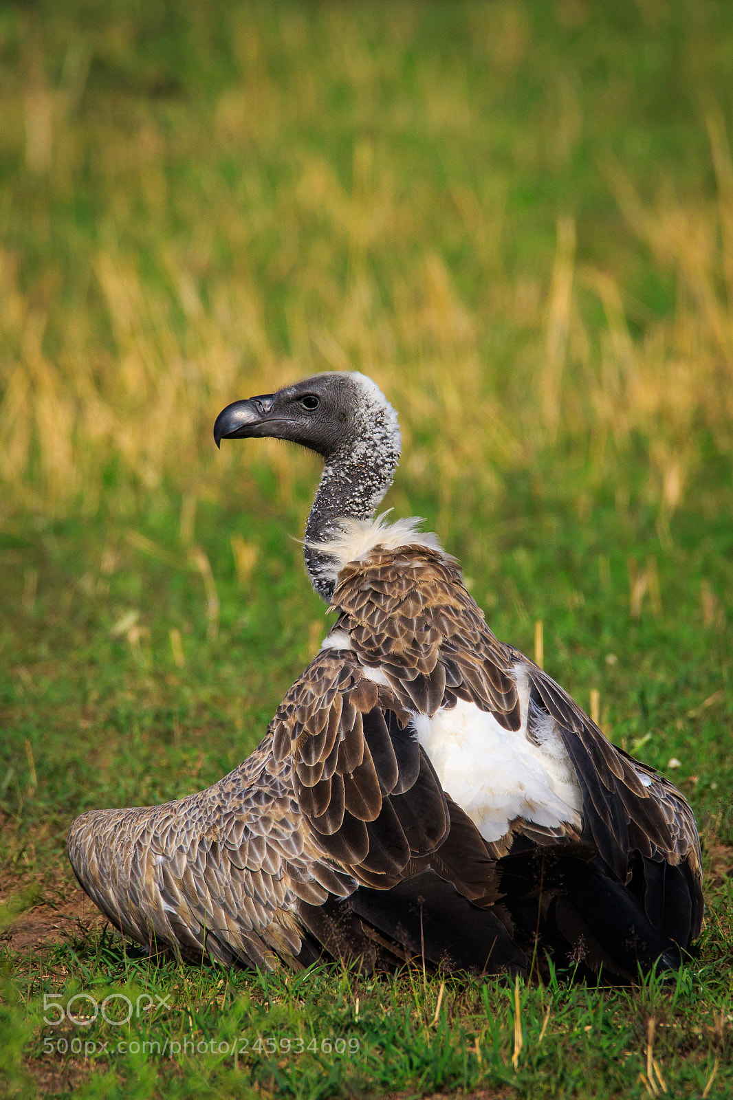 Canon EOS 7D Mark II sample photo. Tanzania - serengeti photography