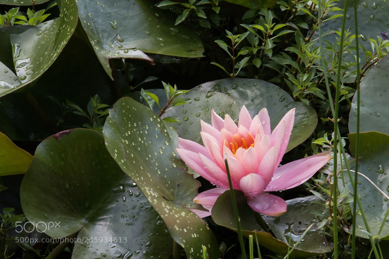 Canon EOS 70D sample photo. Pink water lilly photography