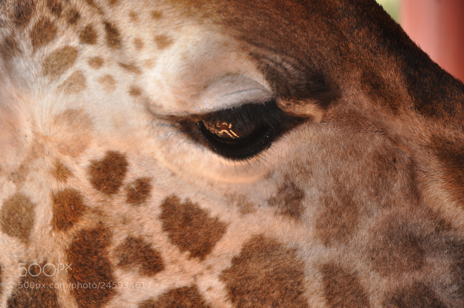 Nikon D90 sample photo. Girraffe photography
