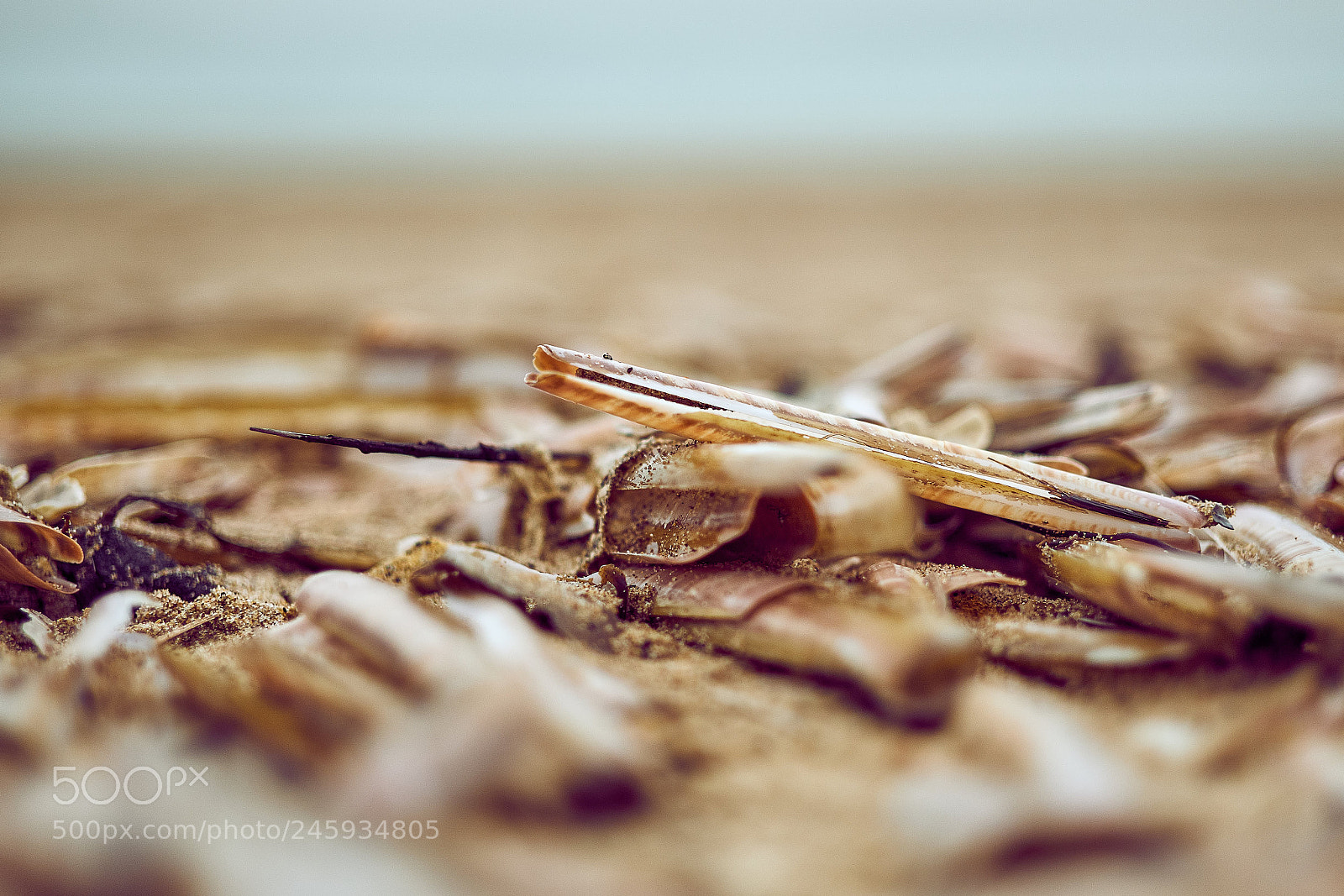 Fujifilm X-T20 sample photo. Seashell photography