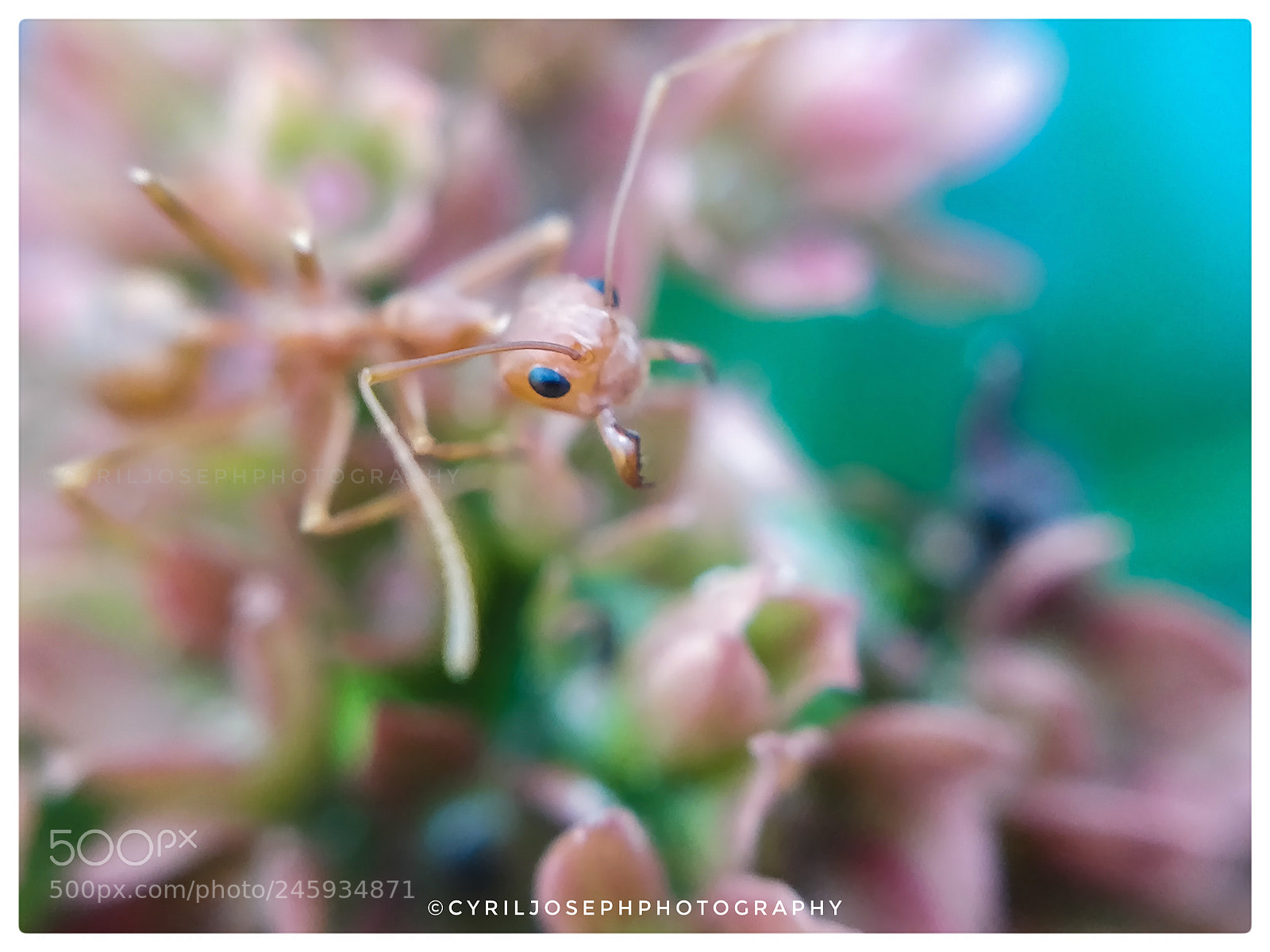 OnePlus 5T sample photo. Weaver ant. photography