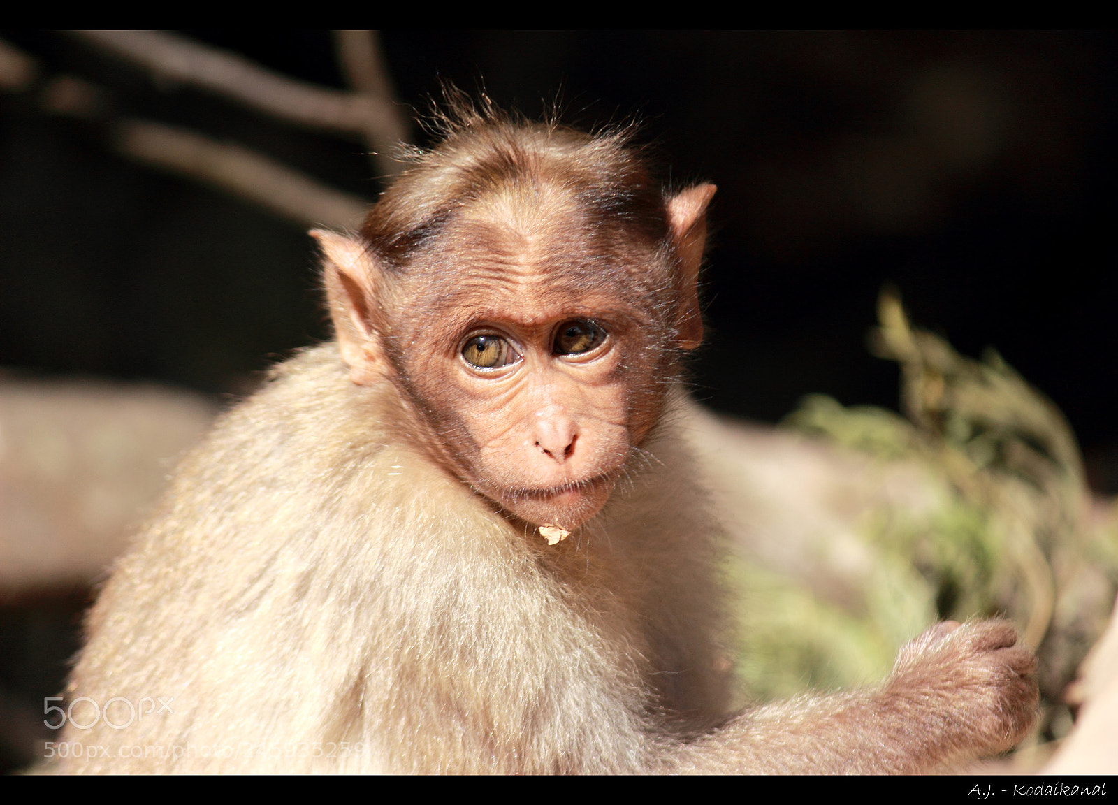 Canon EOS 600D (Rebel EOS T3i / EOS Kiss X5) sample photo. Gaze photography