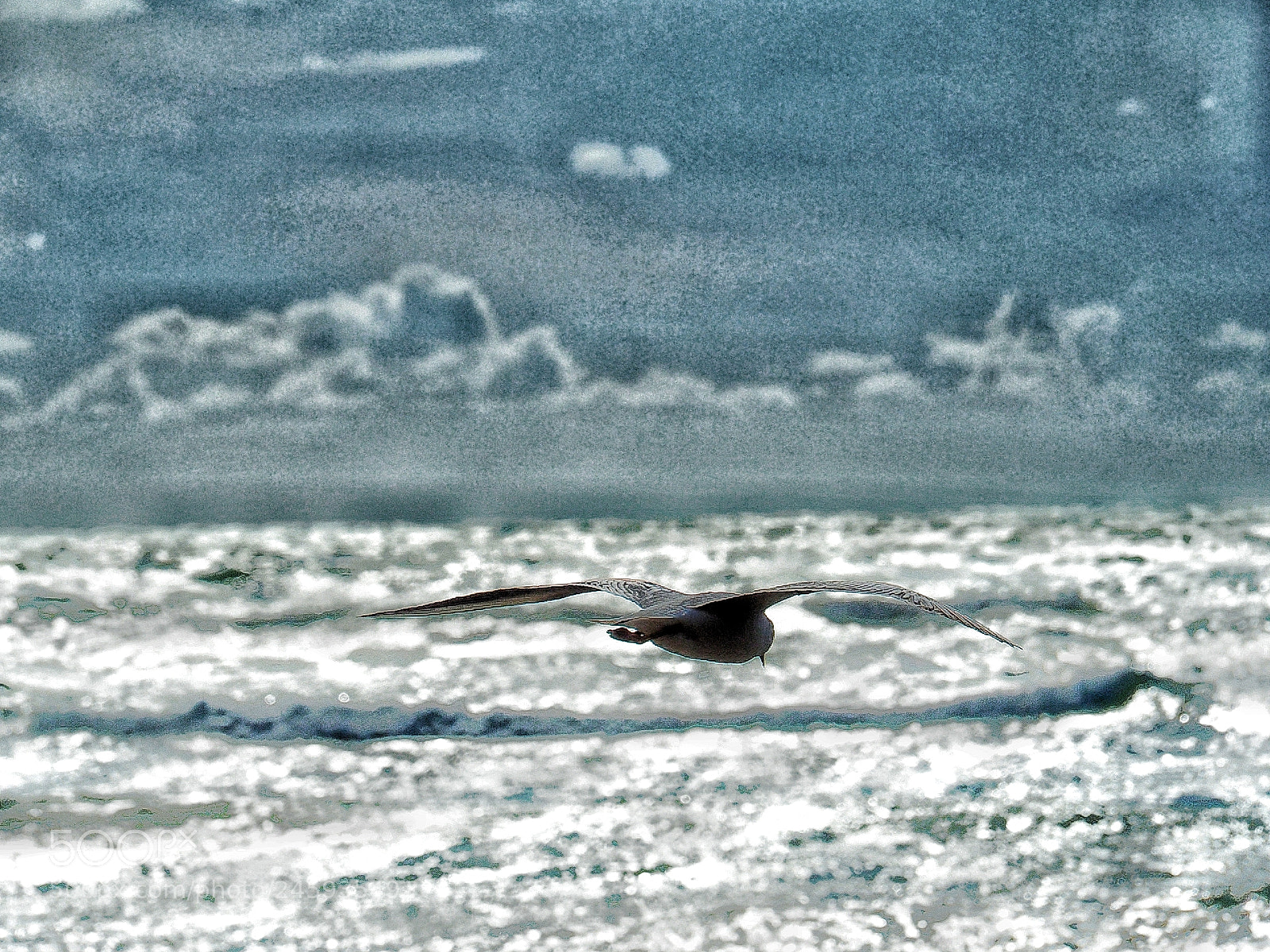 Olympus OM-D E-M10 II sample photo. Flyng alone photography