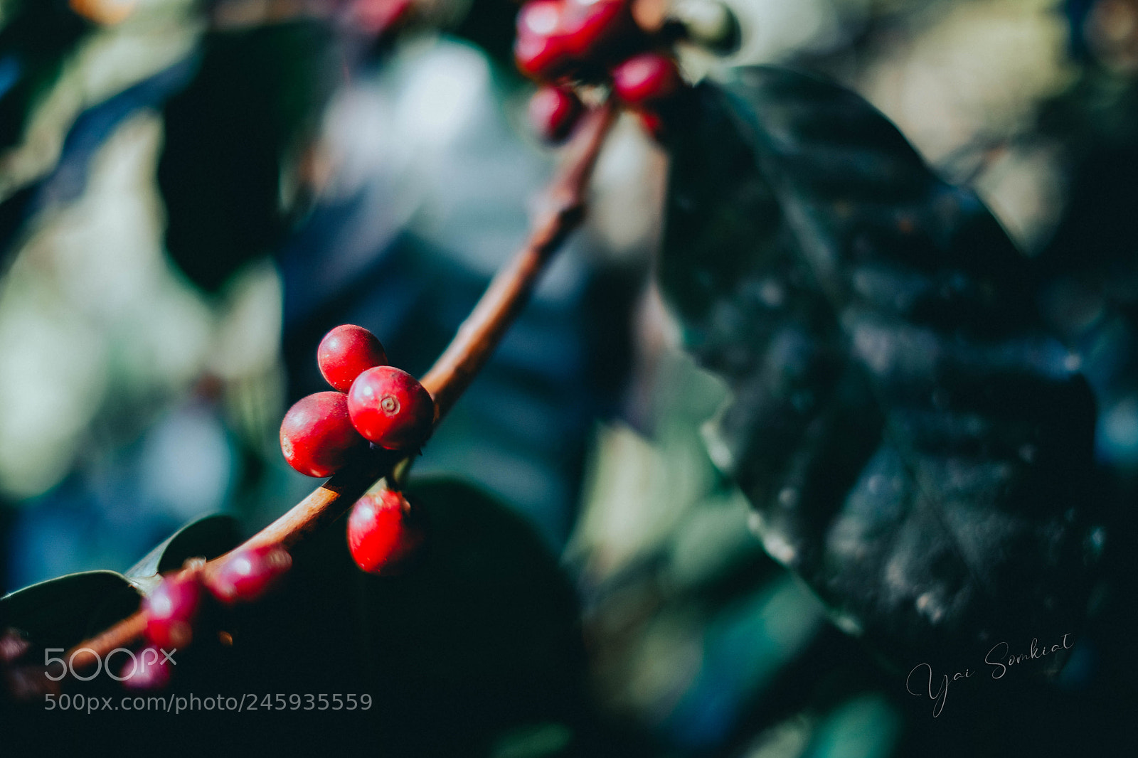 Fujifilm X-T20 sample photo. Coffee beans on the photography