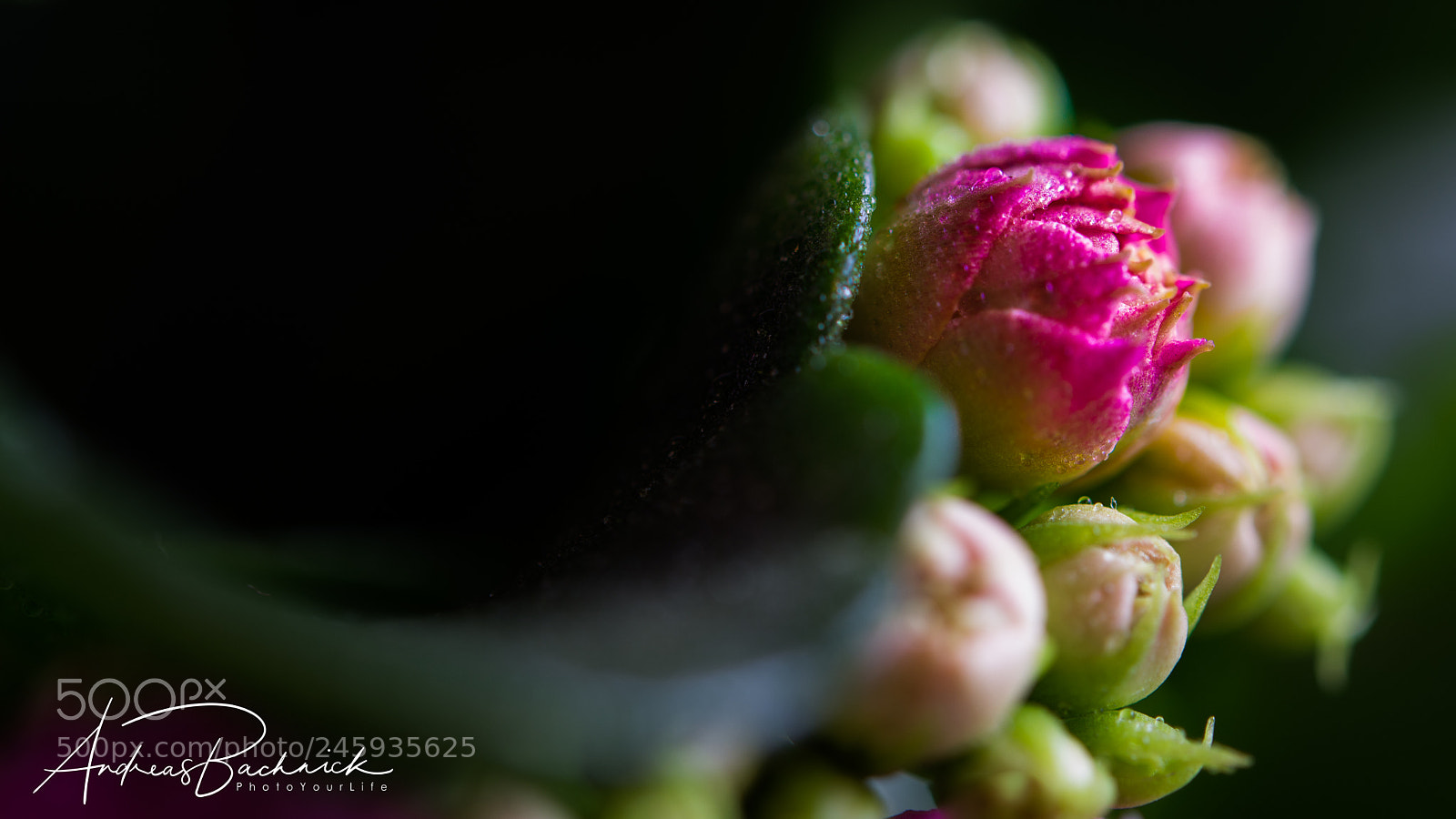 Nikon D5200 sample photo. Out of the dark photography